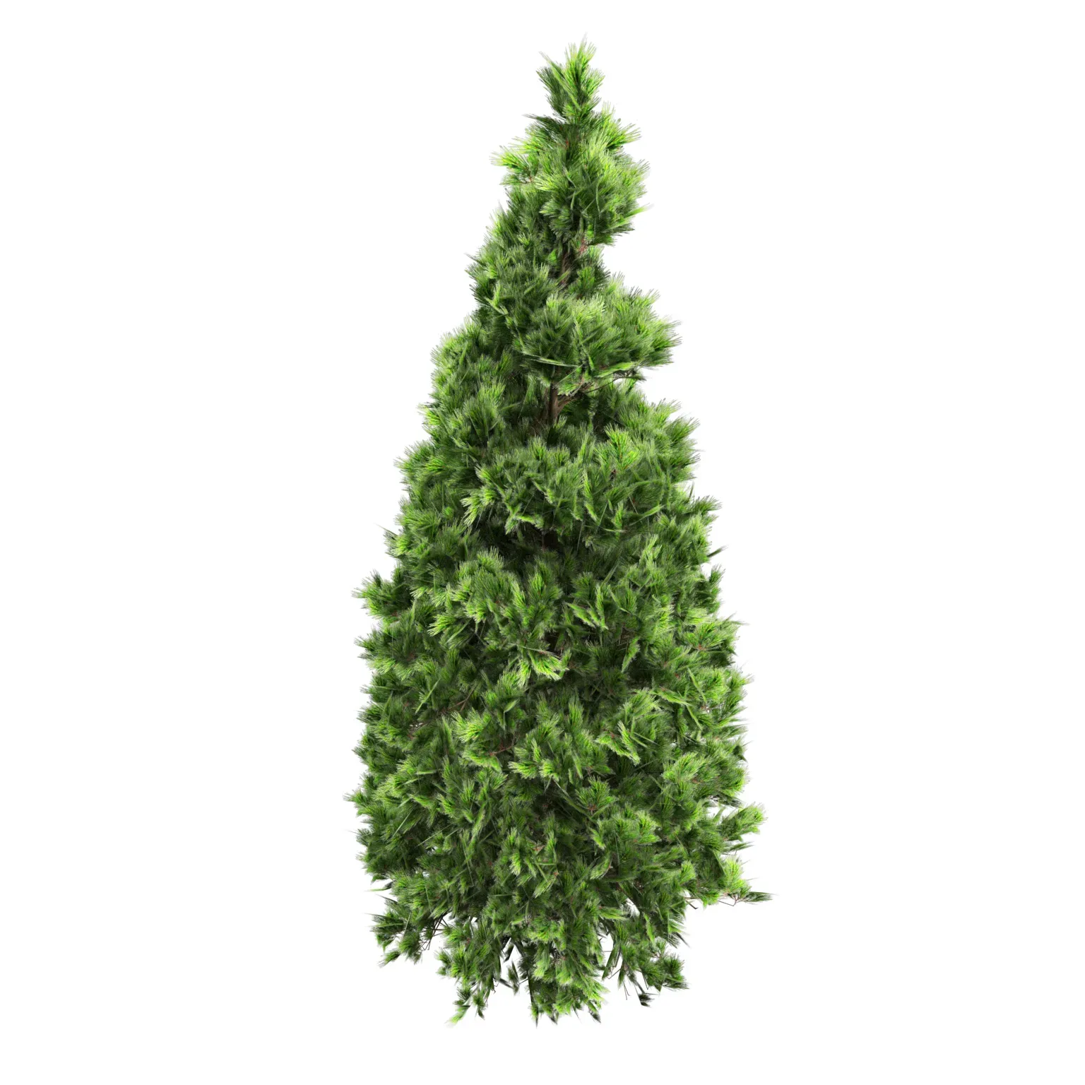 Green and white Coated Pine Trees pack