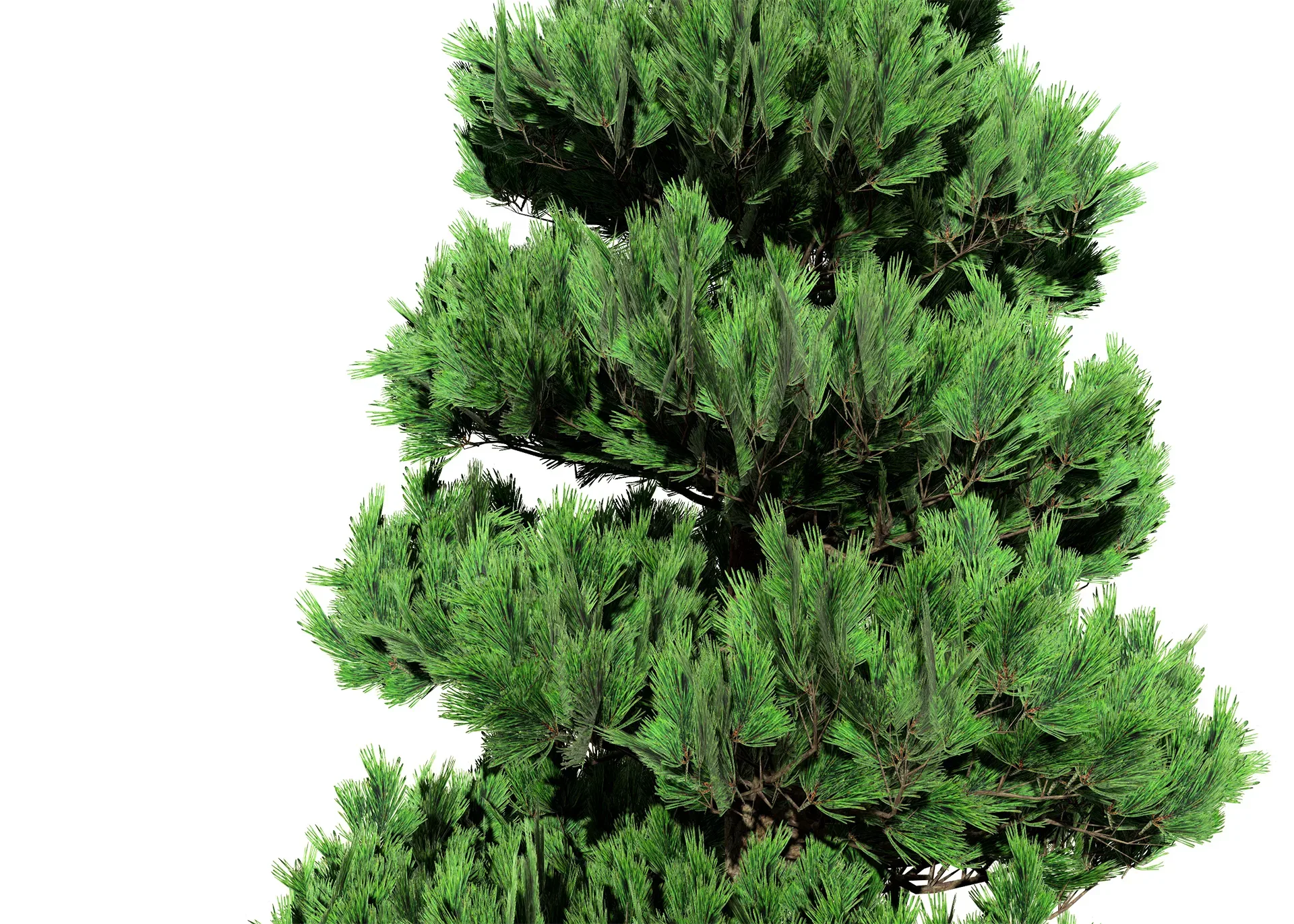 Green and white Coated Pine Trees pack