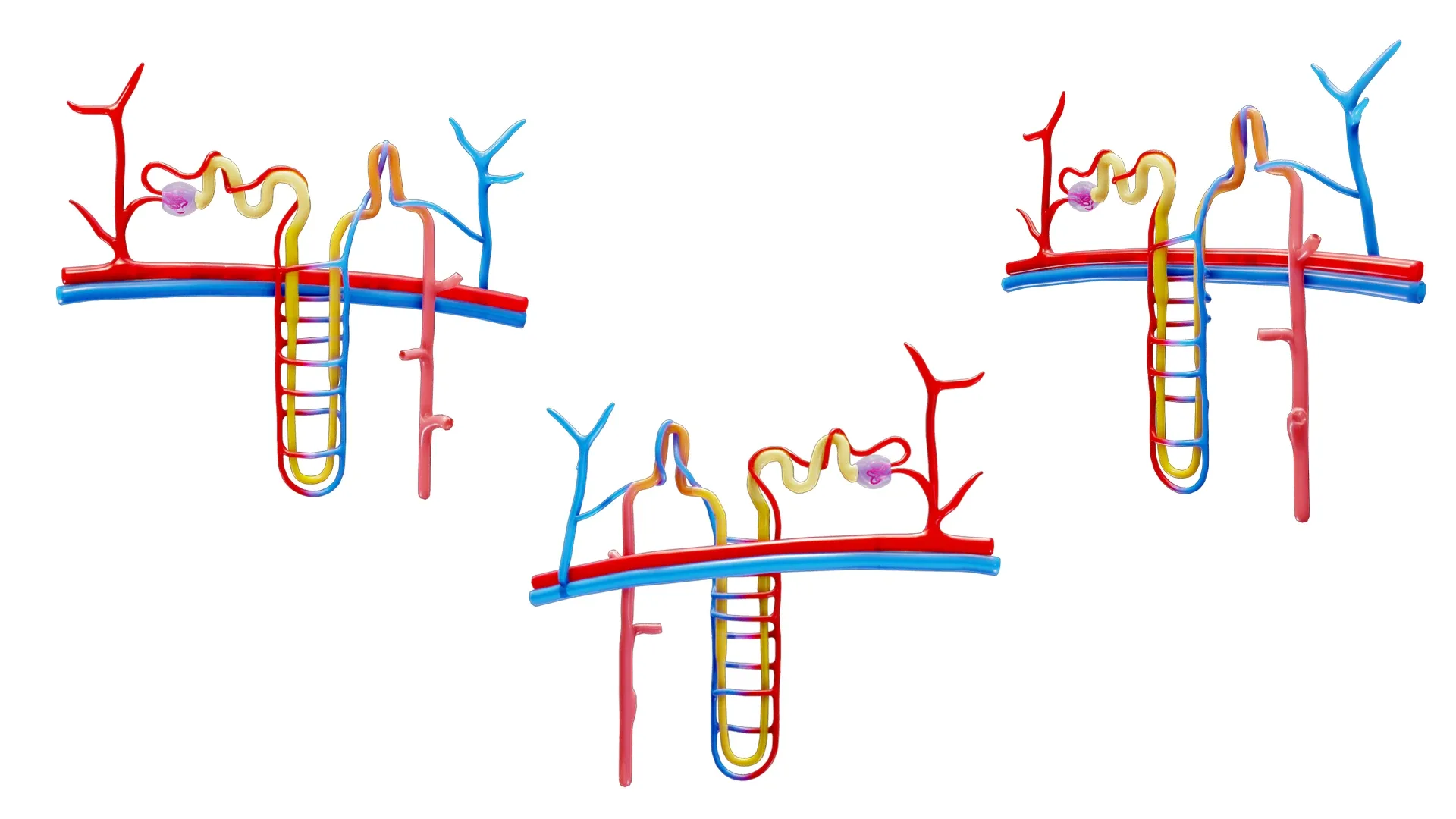 Kidney Nephron Structure Anatomy