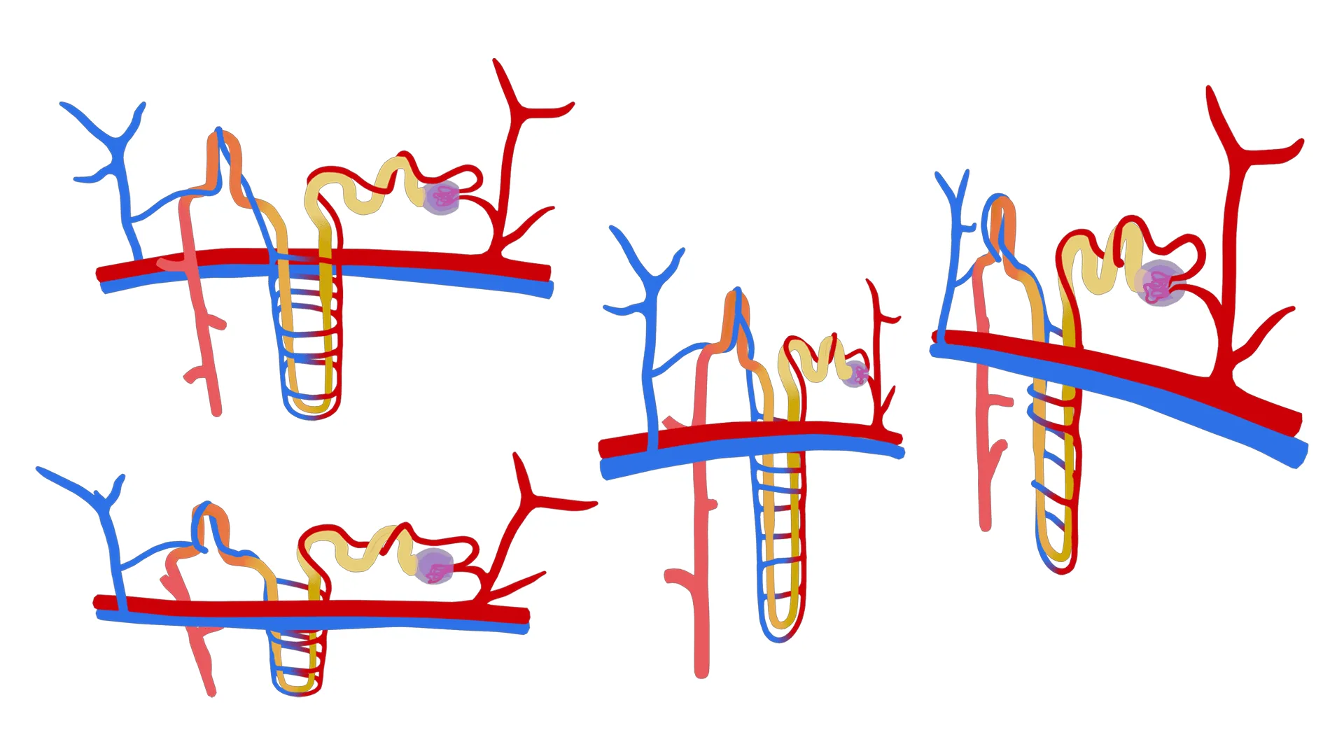 Kidney Nephron Structure Anatomy