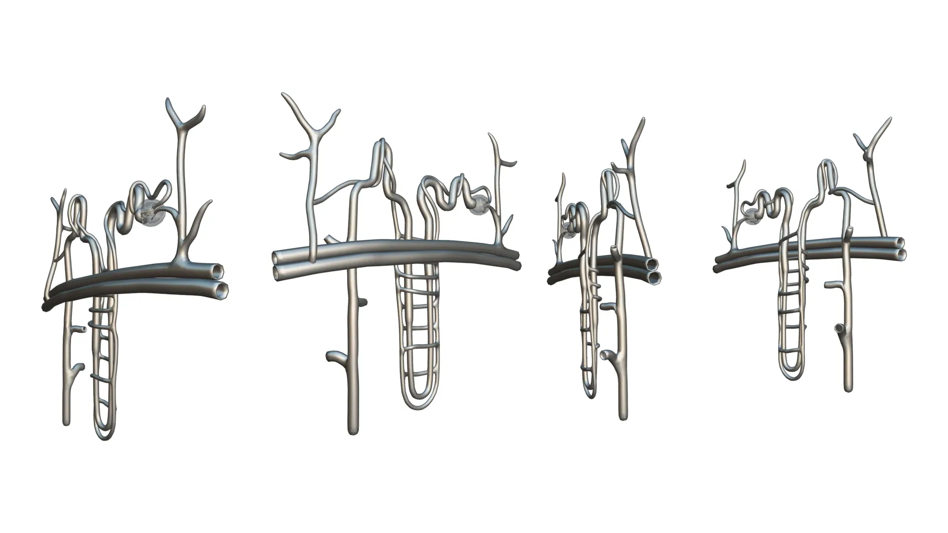 Kidney Nephron Structure Anatomy