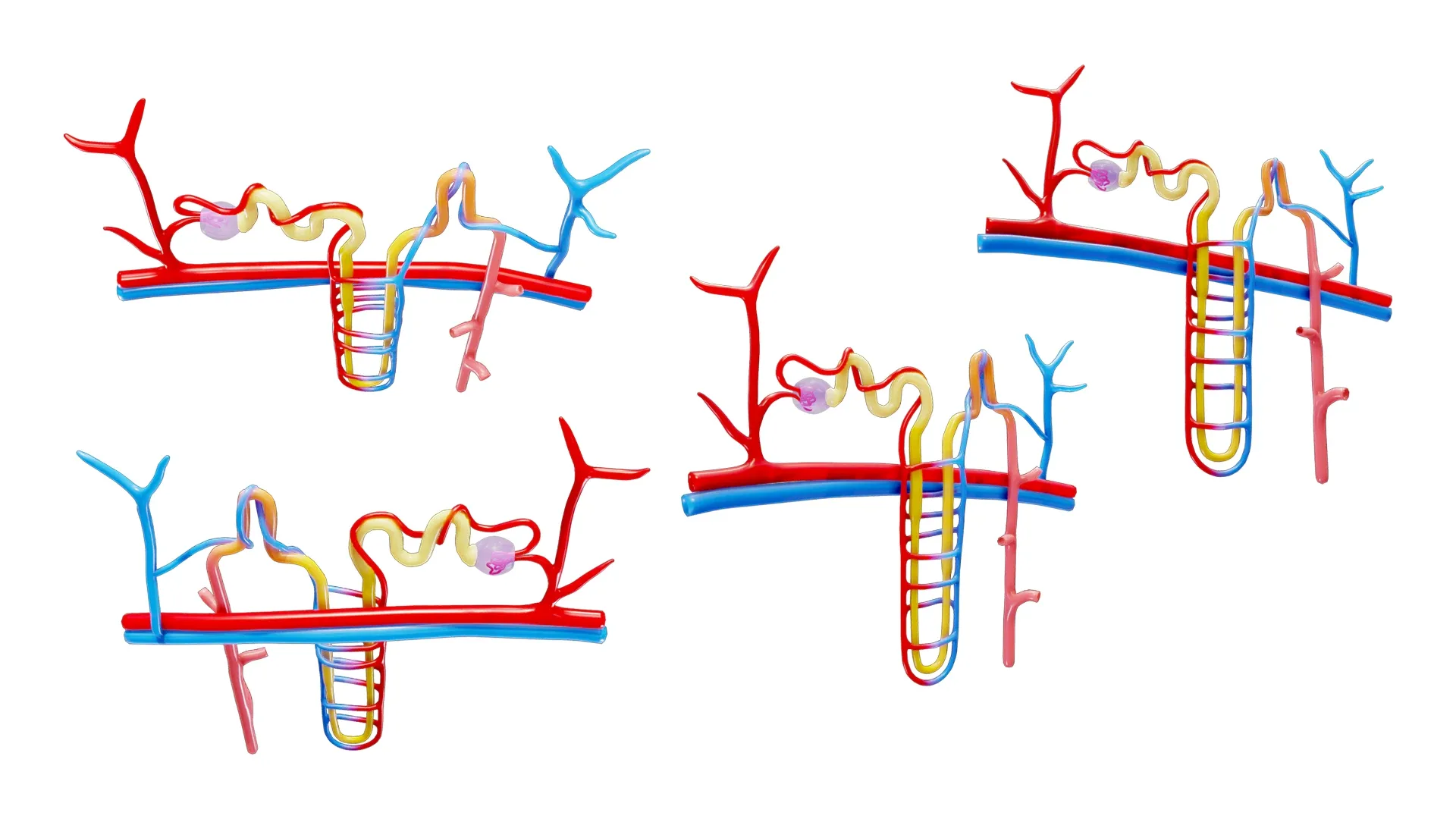 Kidney Nephron Structure Anatomy