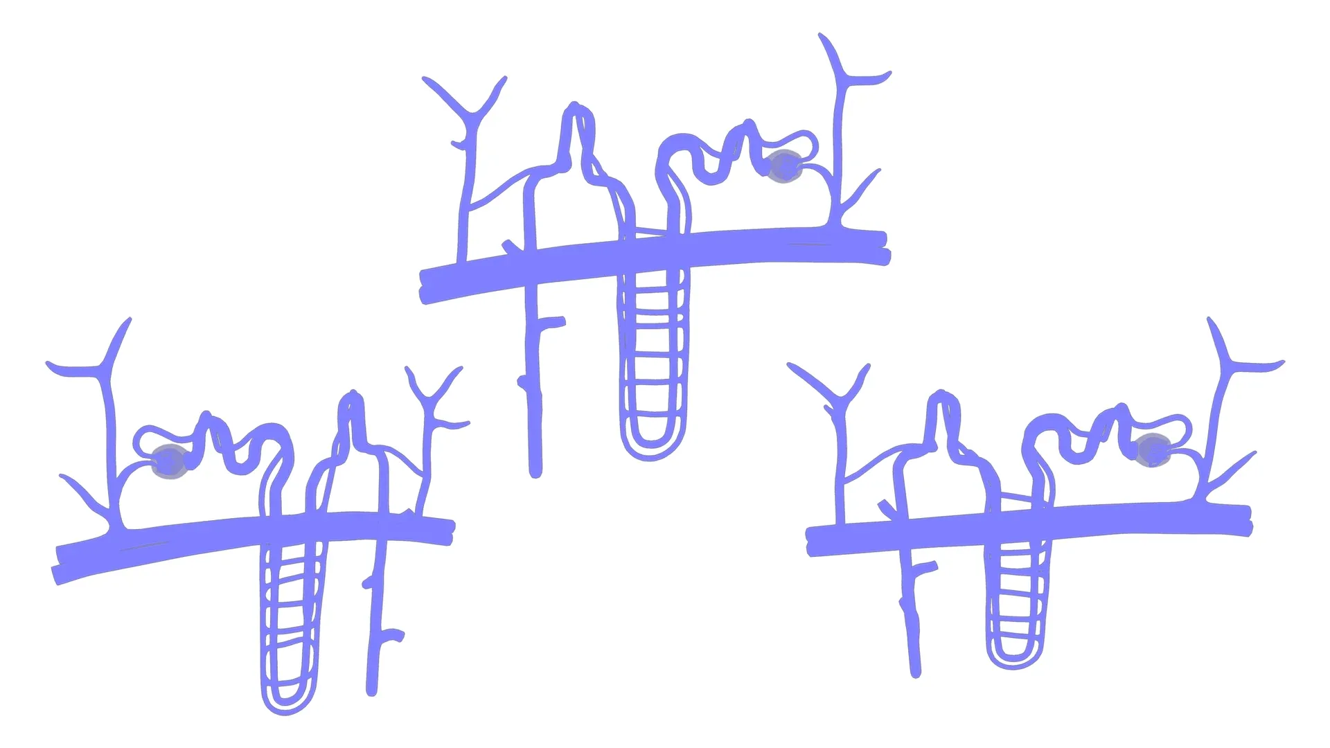 Kidney Nephron Structure Anatomy