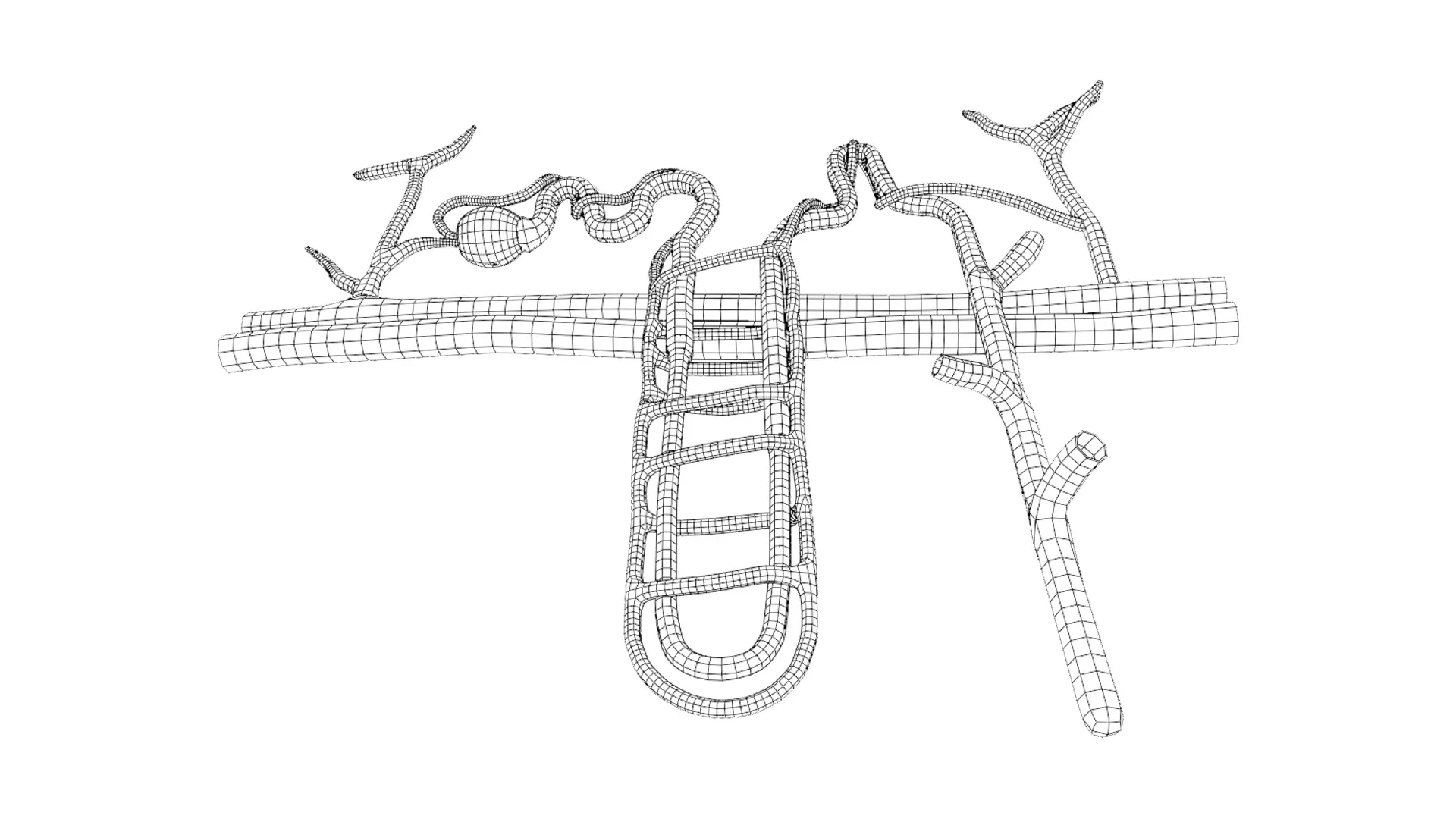 Kidney Nephron Structure Anatomy