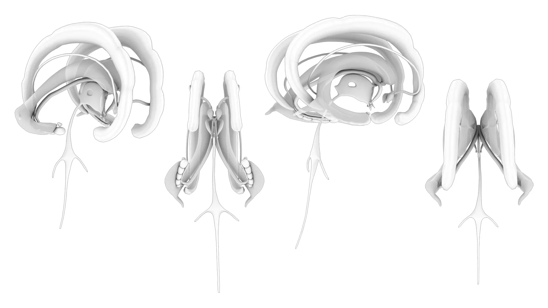 Limbic System Anatomy