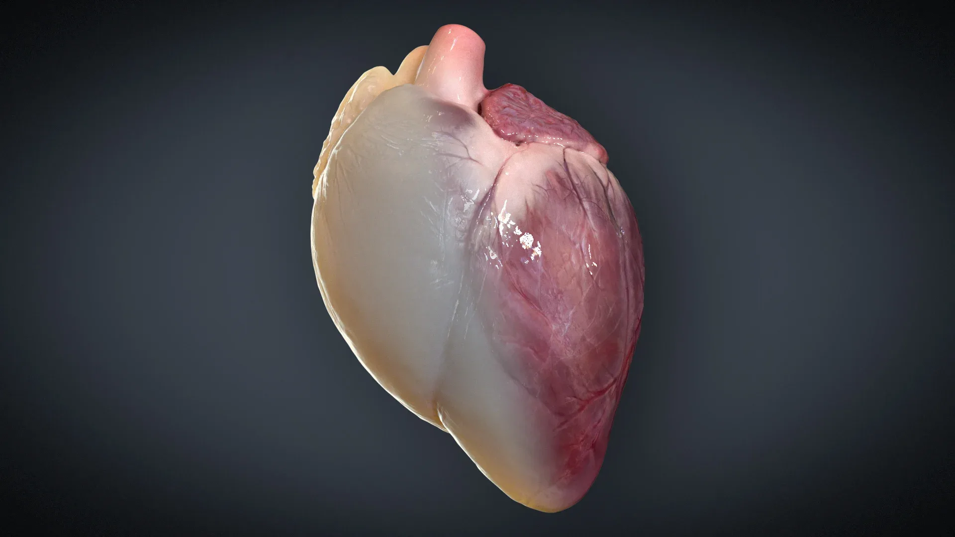 3D Heart (animated heartbeat!)