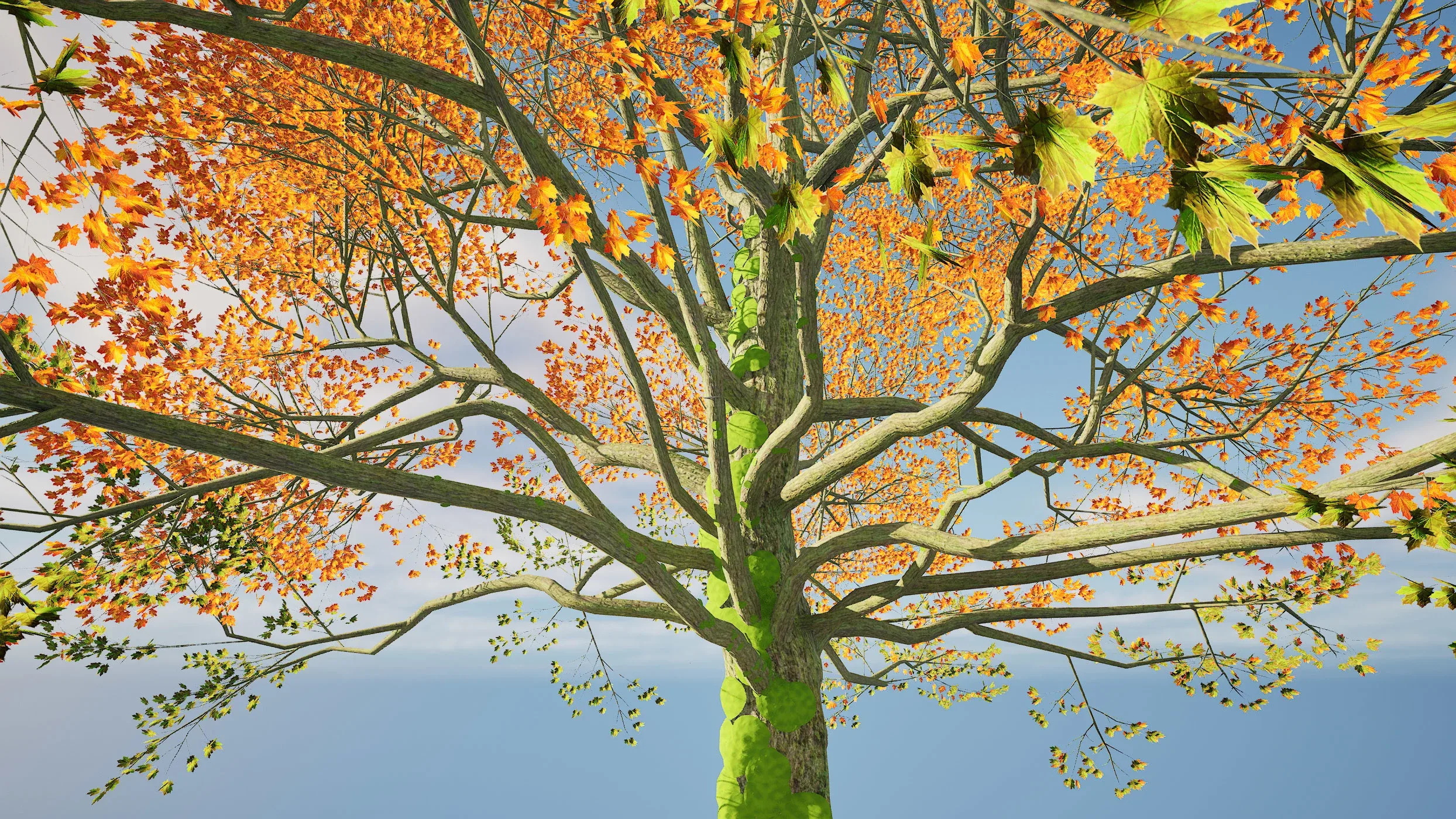 Detailed bigleaf maple trees with trunk moss 3d model