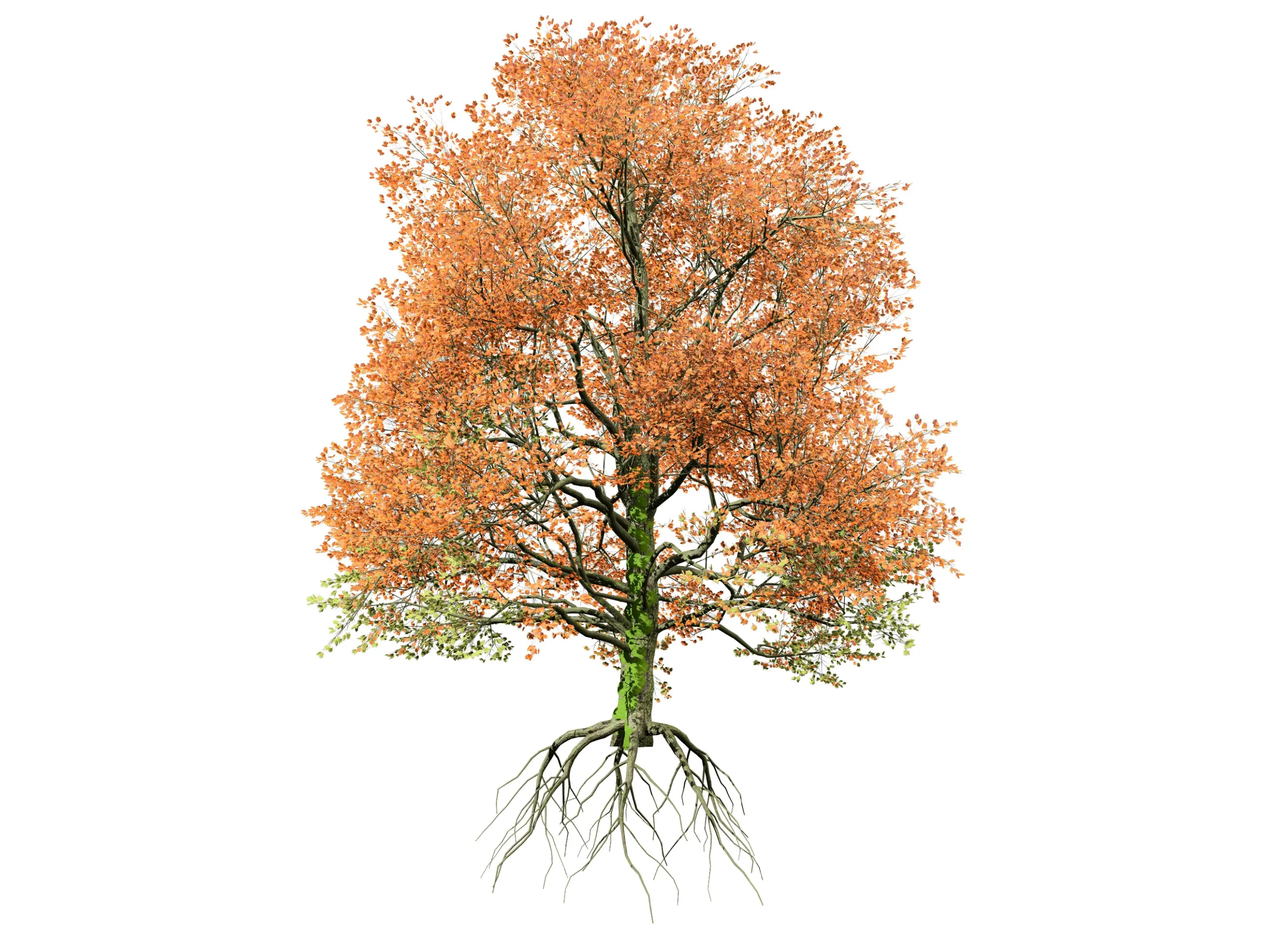 Detailed bigleaf maple trees with trunk moss 3d model