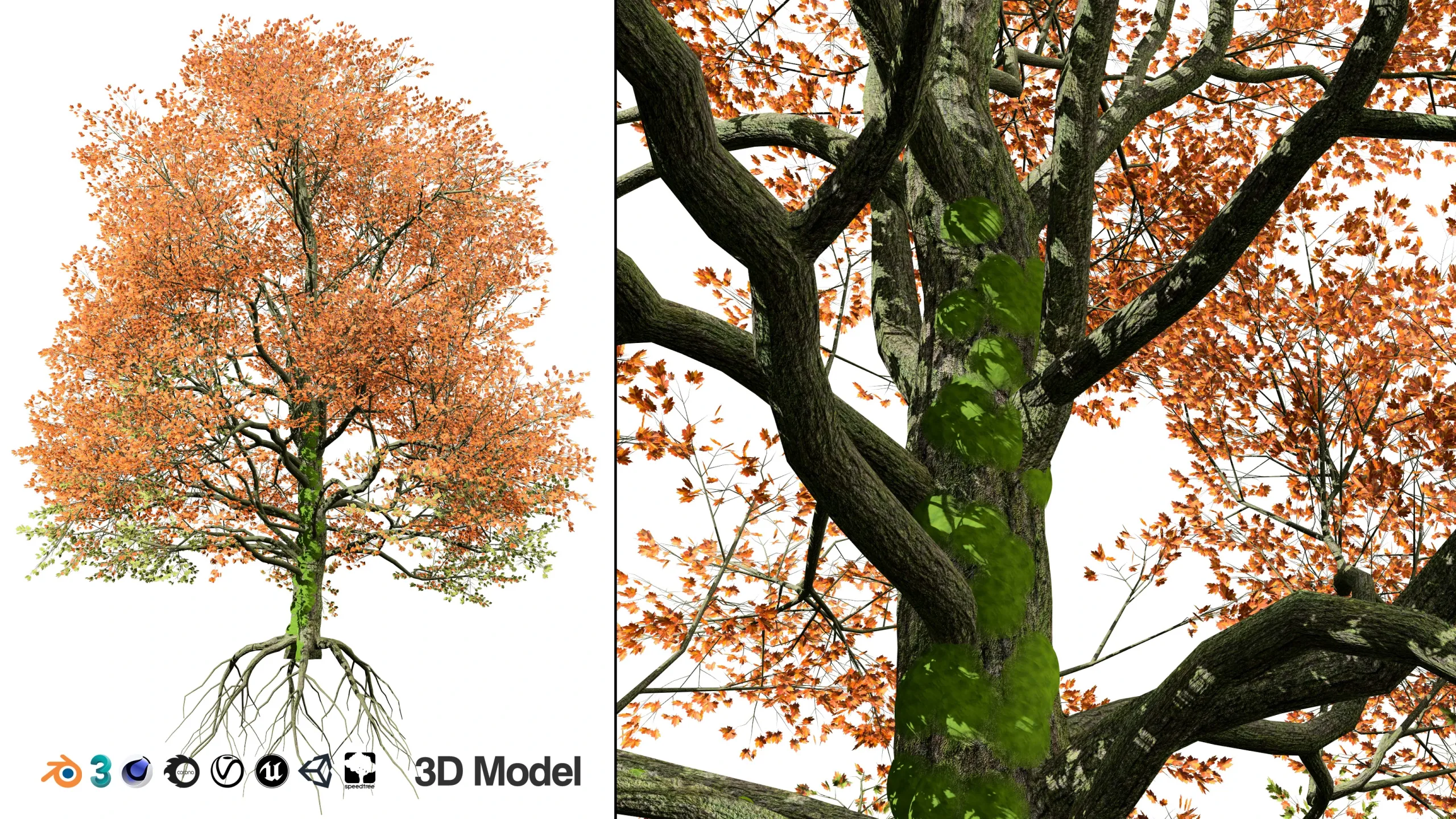 Detailed bigleaf maple trees with trunk moss 3d model