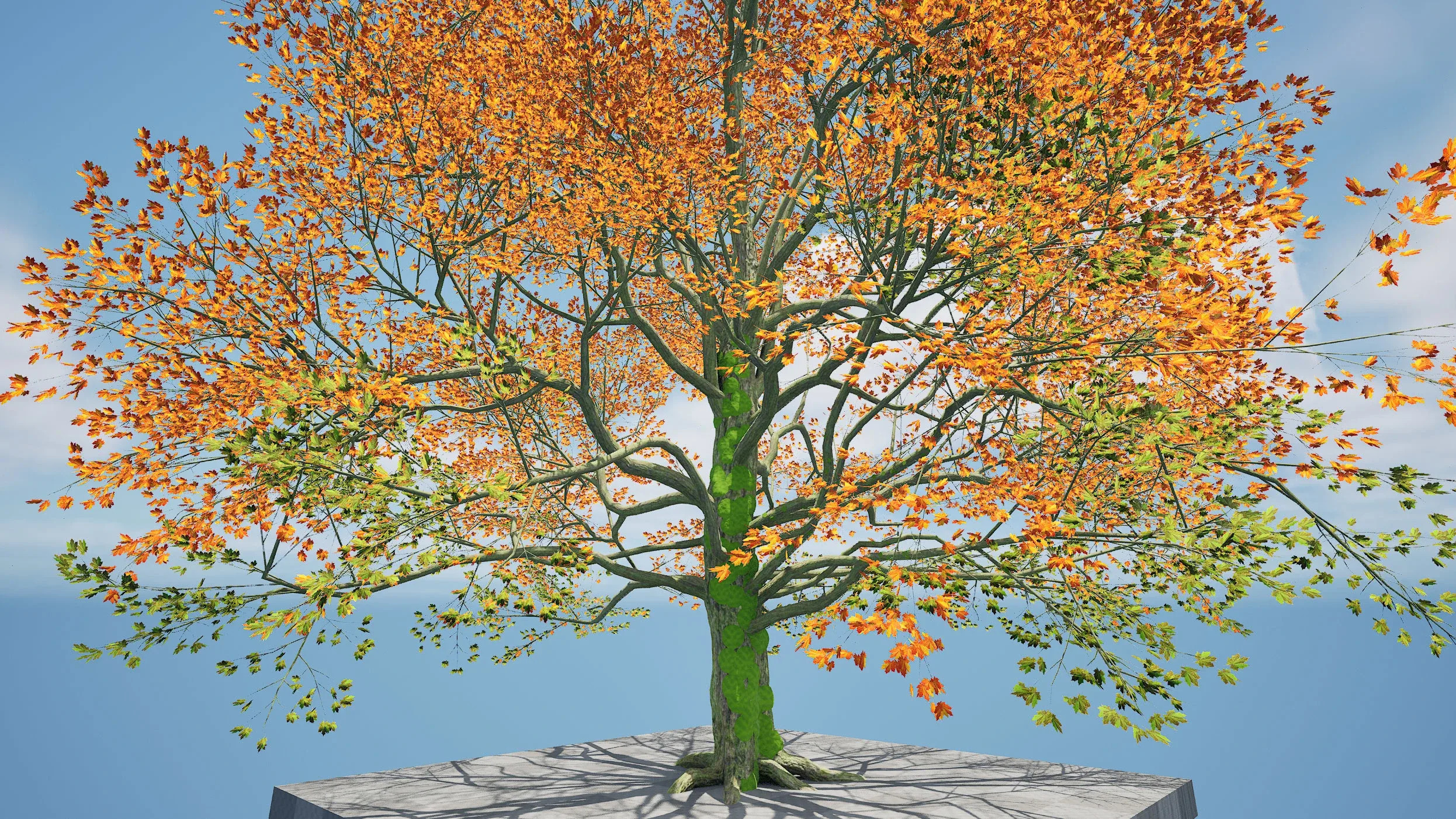 Detailed bigleaf maple trees with trunk moss 3d model