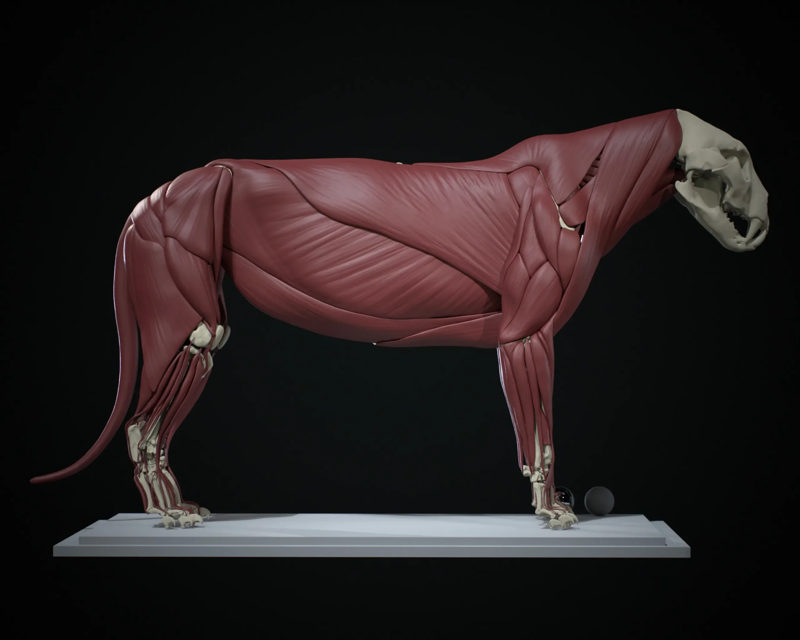 Lion Ecorche - Model Muscles and Skeleton - 3D model