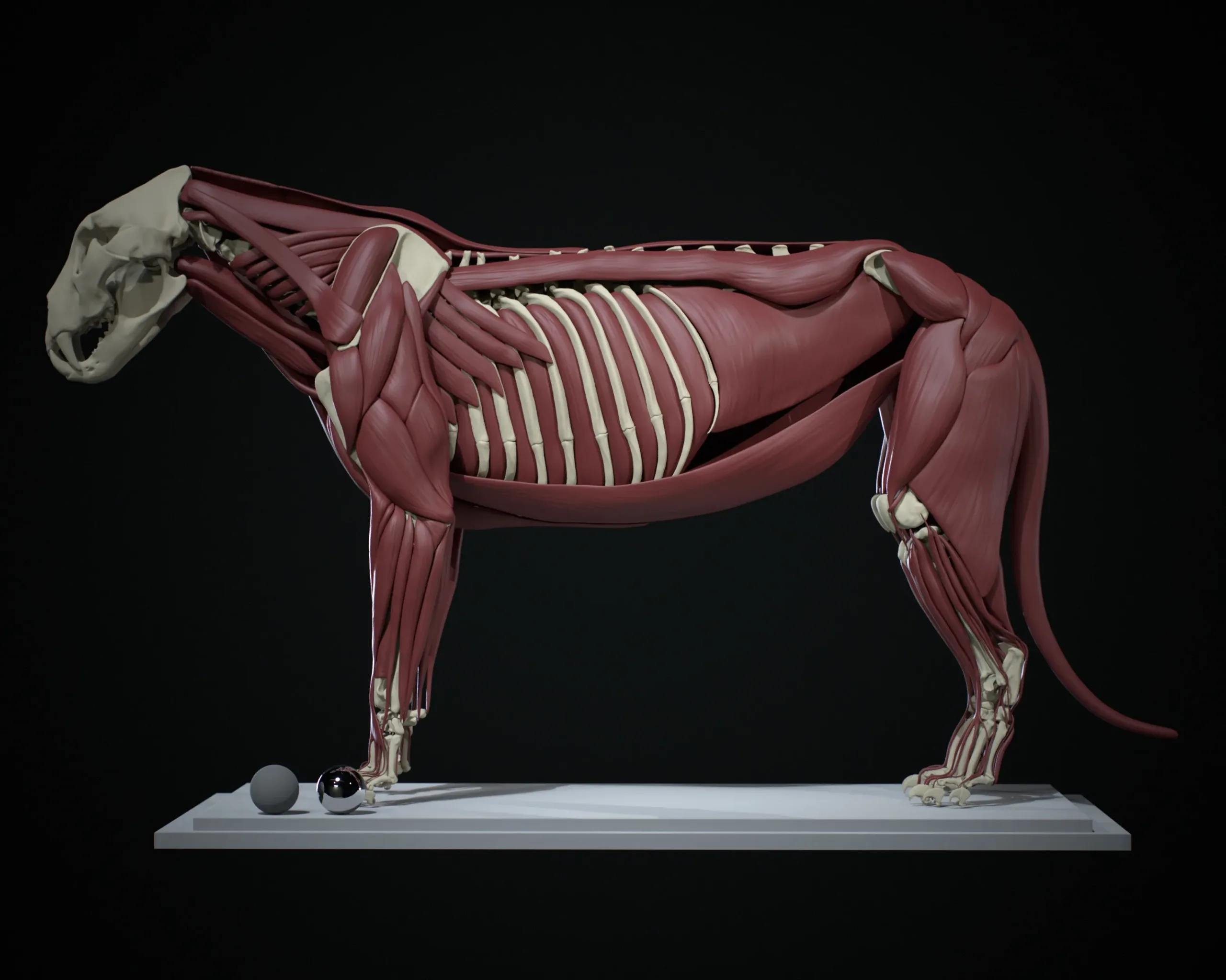 Lion Ecorche - Model Muscles and Skeleton - 3D model