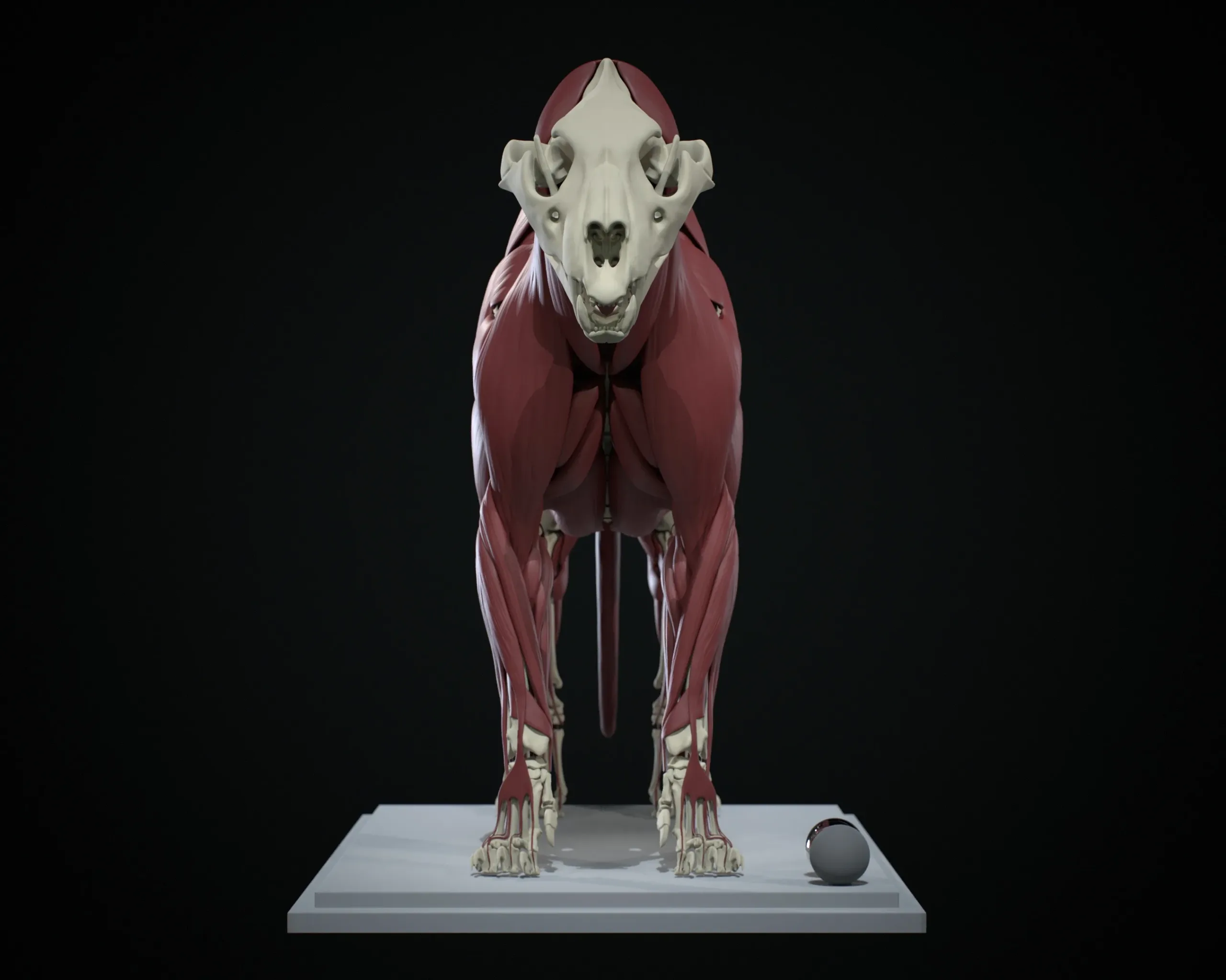 Lion Ecorche - Model Muscles and Skeleton - 3D model