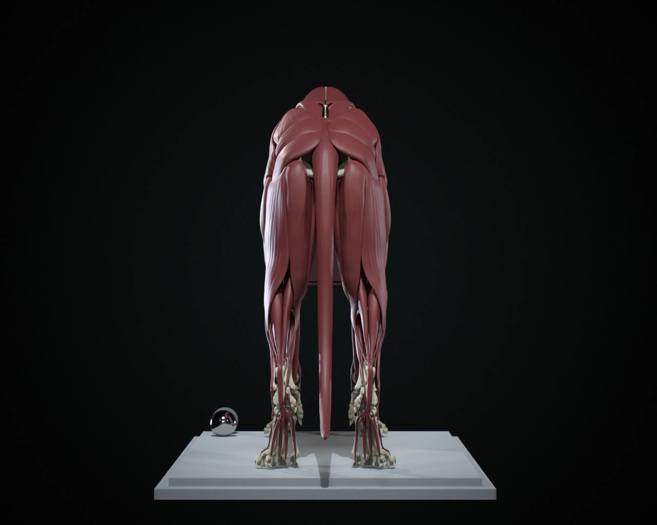 Lion Ecorche - Model Muscles and Skeleton - 3D model