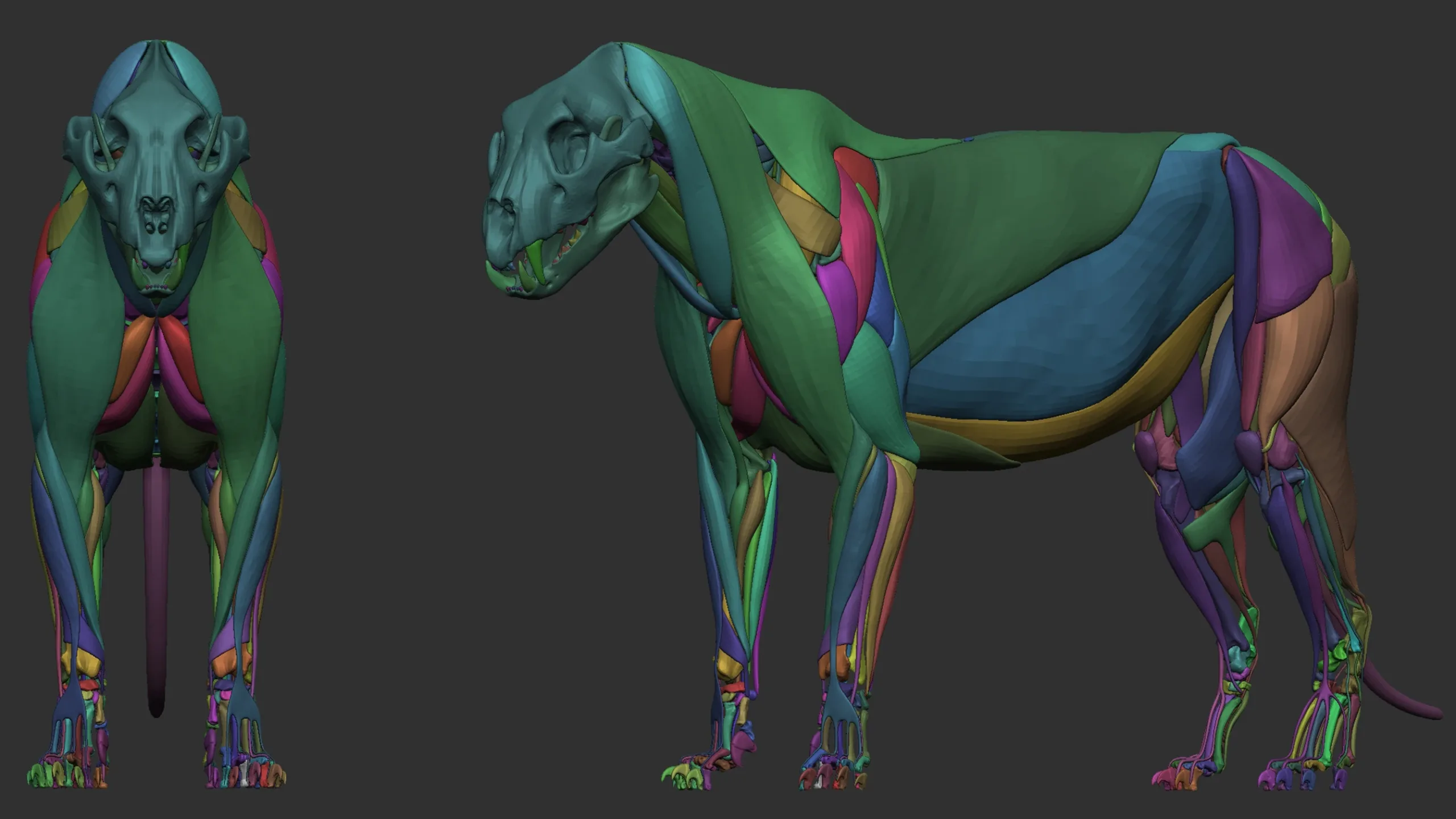 Lion Ecorche - Model Muscles and Skeleton - 3D model