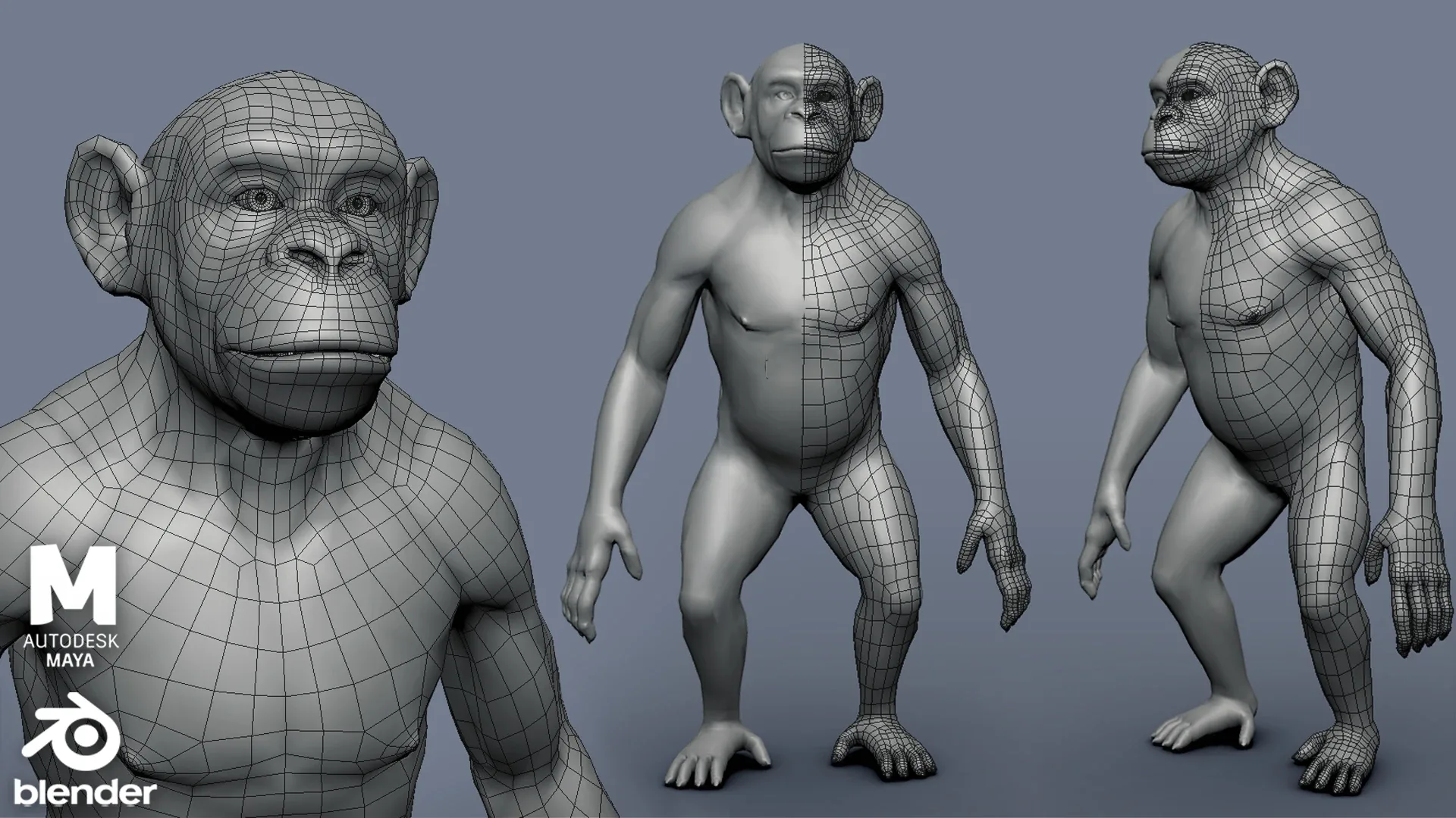 Primate BaseMesh ( Monkey, Chimpanzee, Gorilla, Oragutan )