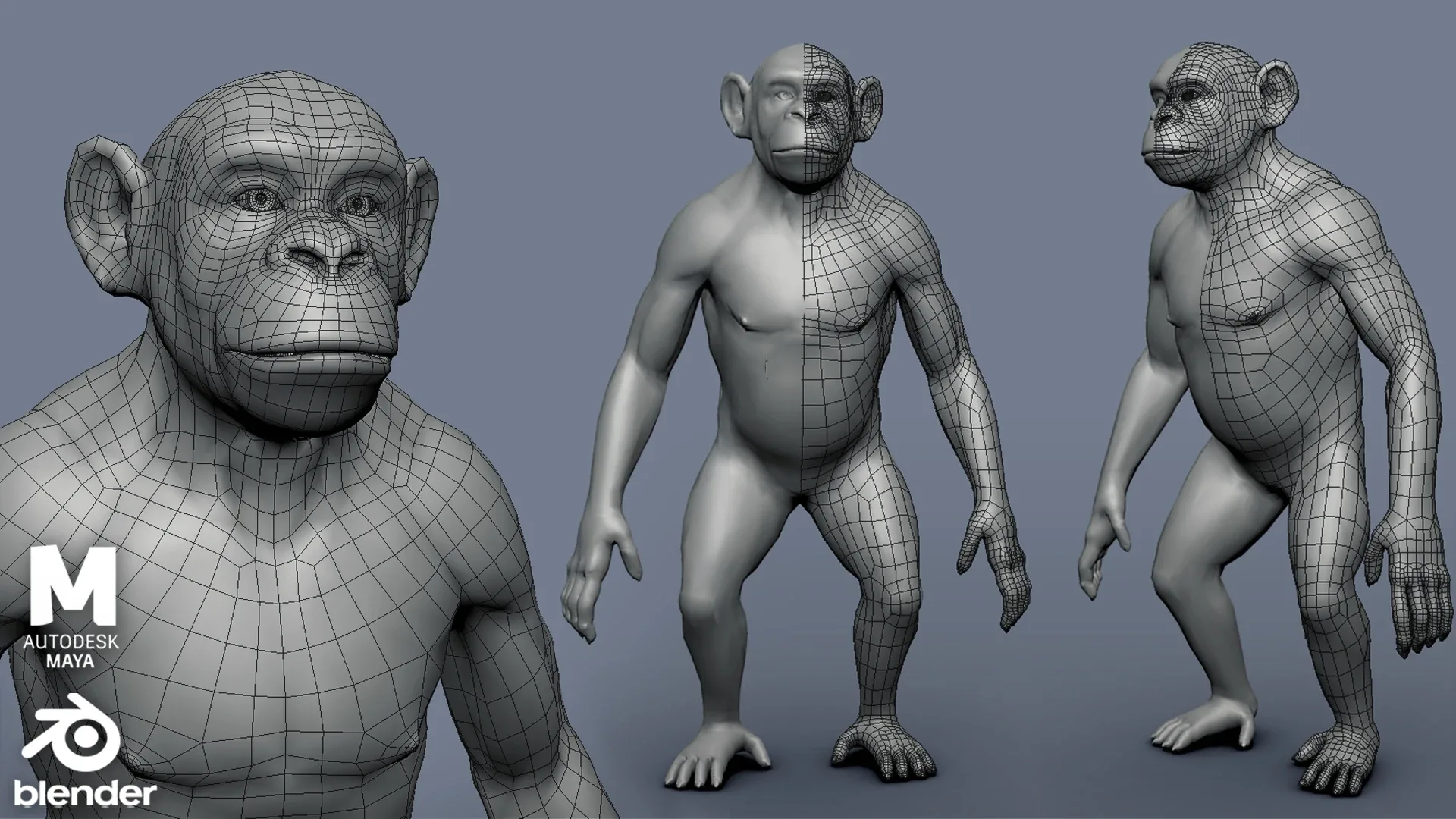 Primate Pack ( Monkey, Chimpanzee, Gorilla, Oragutan ) Basemesh