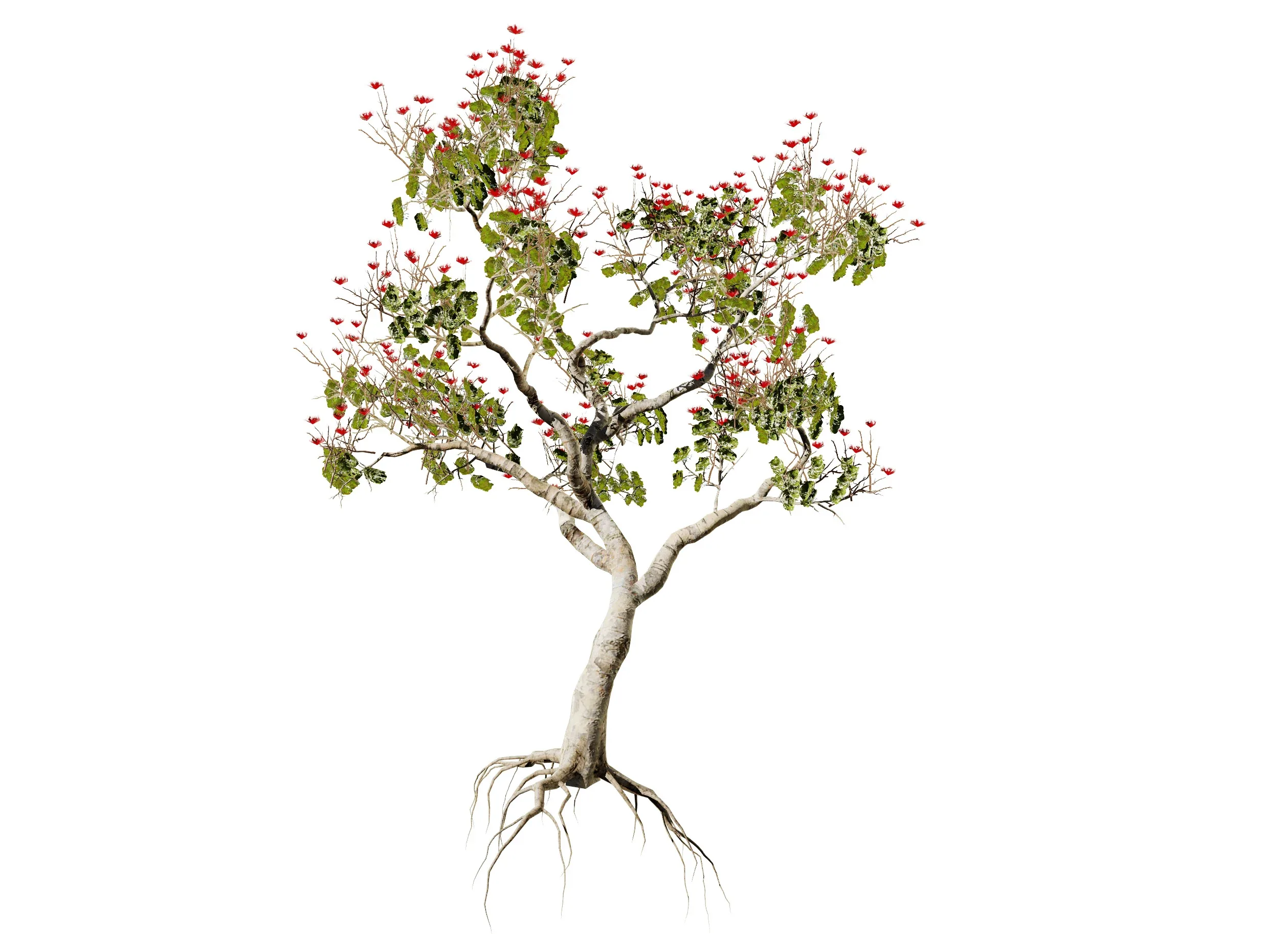 Tropical Ohi'a Lehua Tree of Hawaii 3D Model