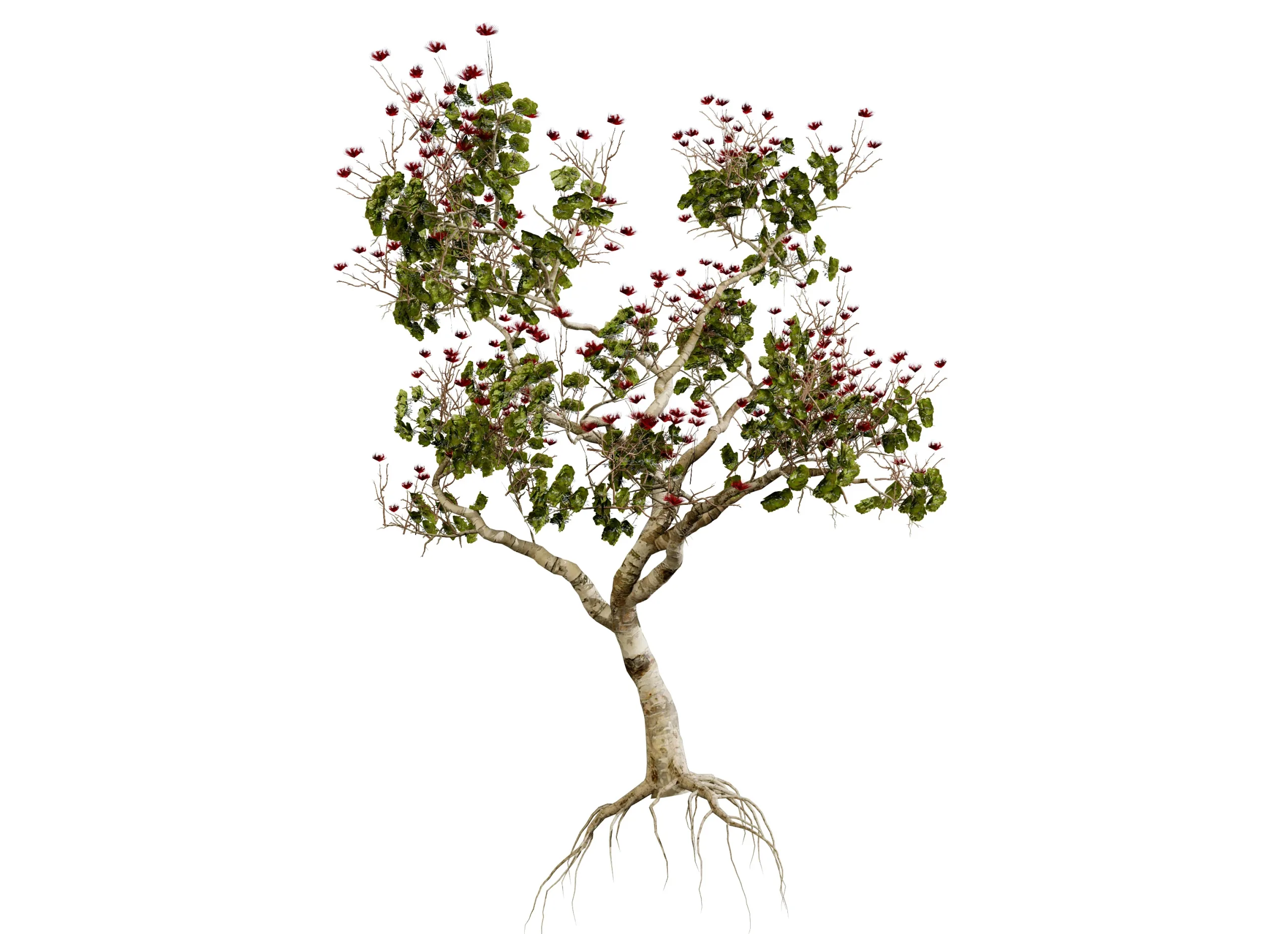 Tropical Ohi'a Lehua Tree of Hawaii 3D Model