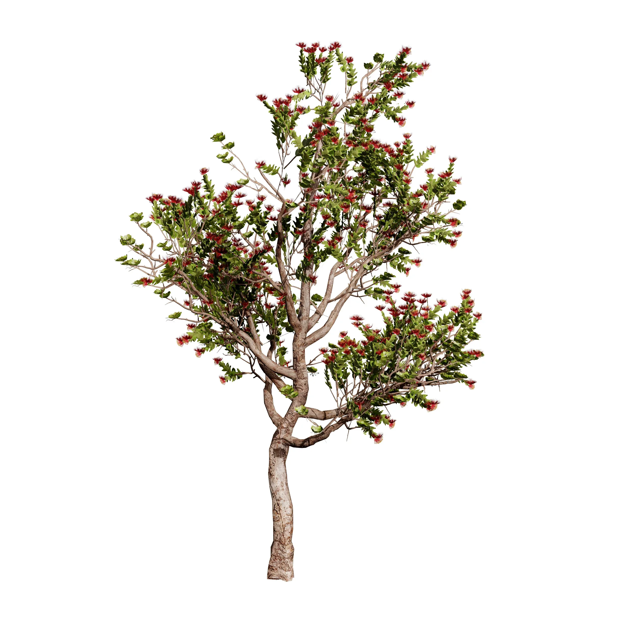Tropical Ohi'a Lehua Tree of Hawaii 3D Model