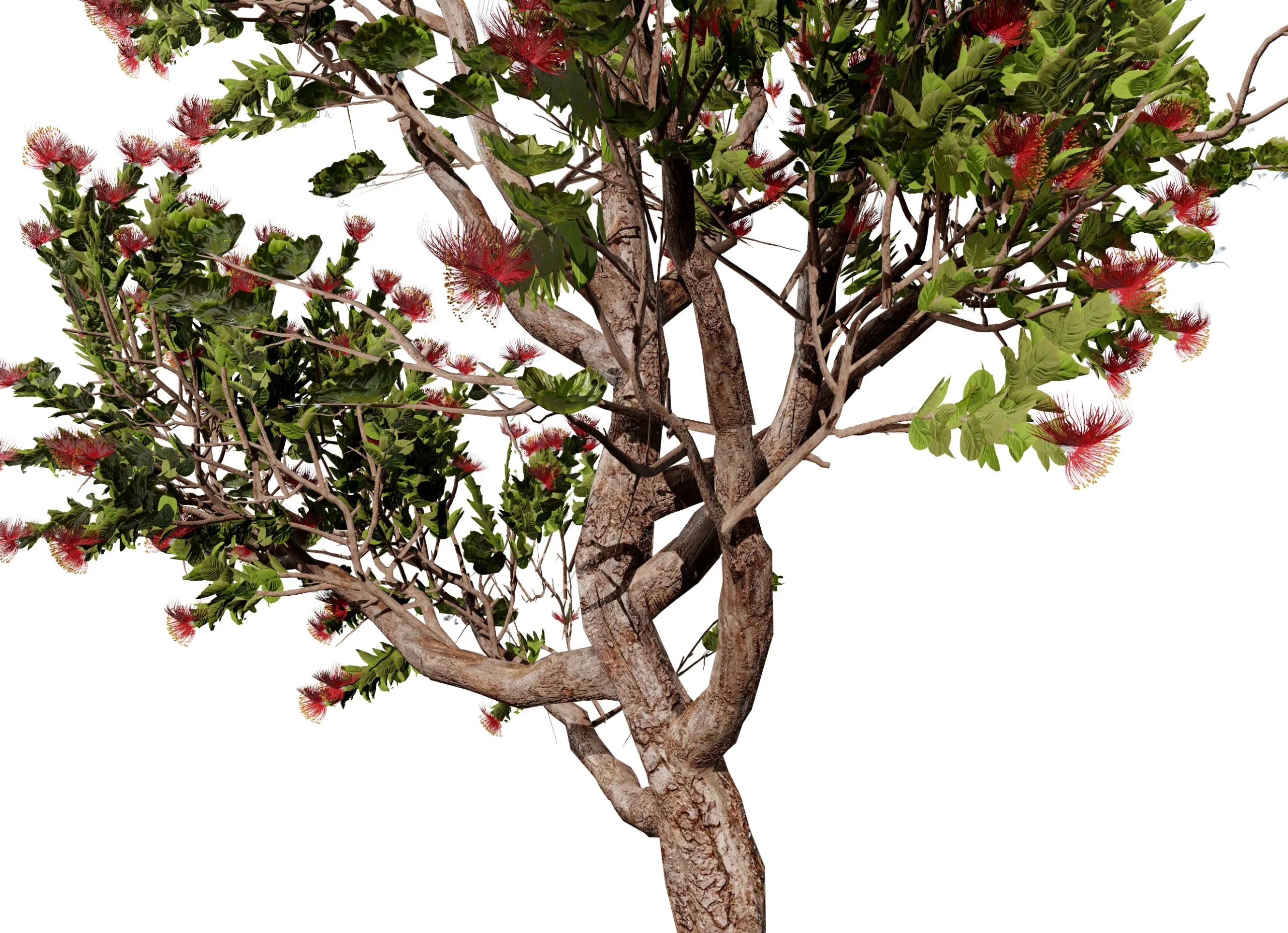 Tropical Ohi'a Lehua Tree of Hawaii 3D Model