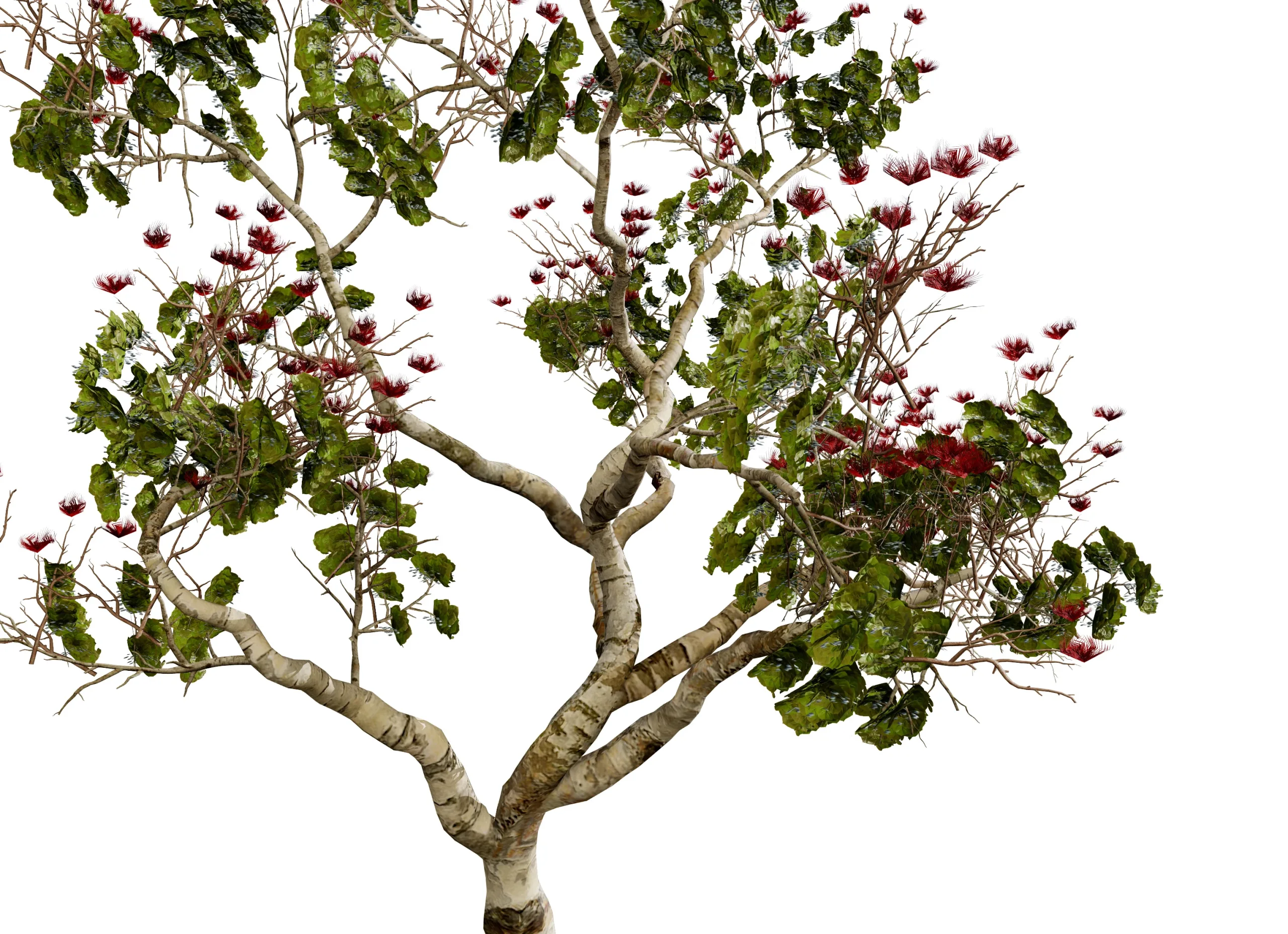 Tropical Ohi'a Lehua Tree of Hawaii 3D Model