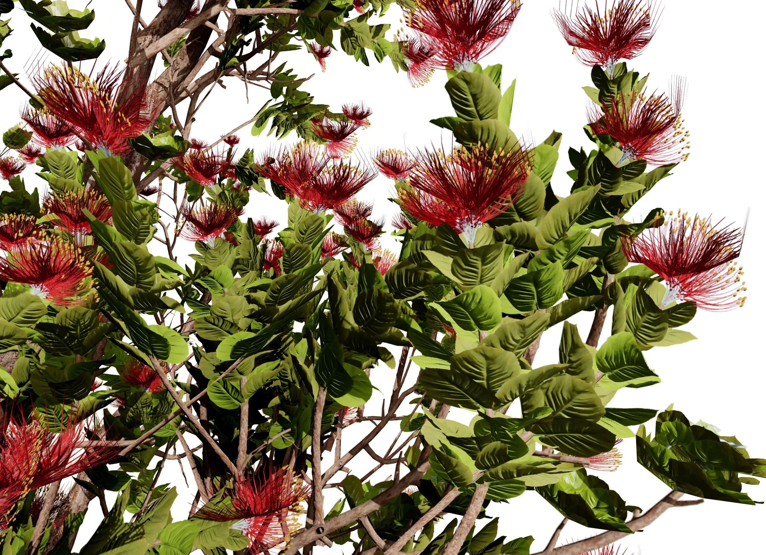 Tropical Ohi'a Lehua Tree of Hawaii 3D Model