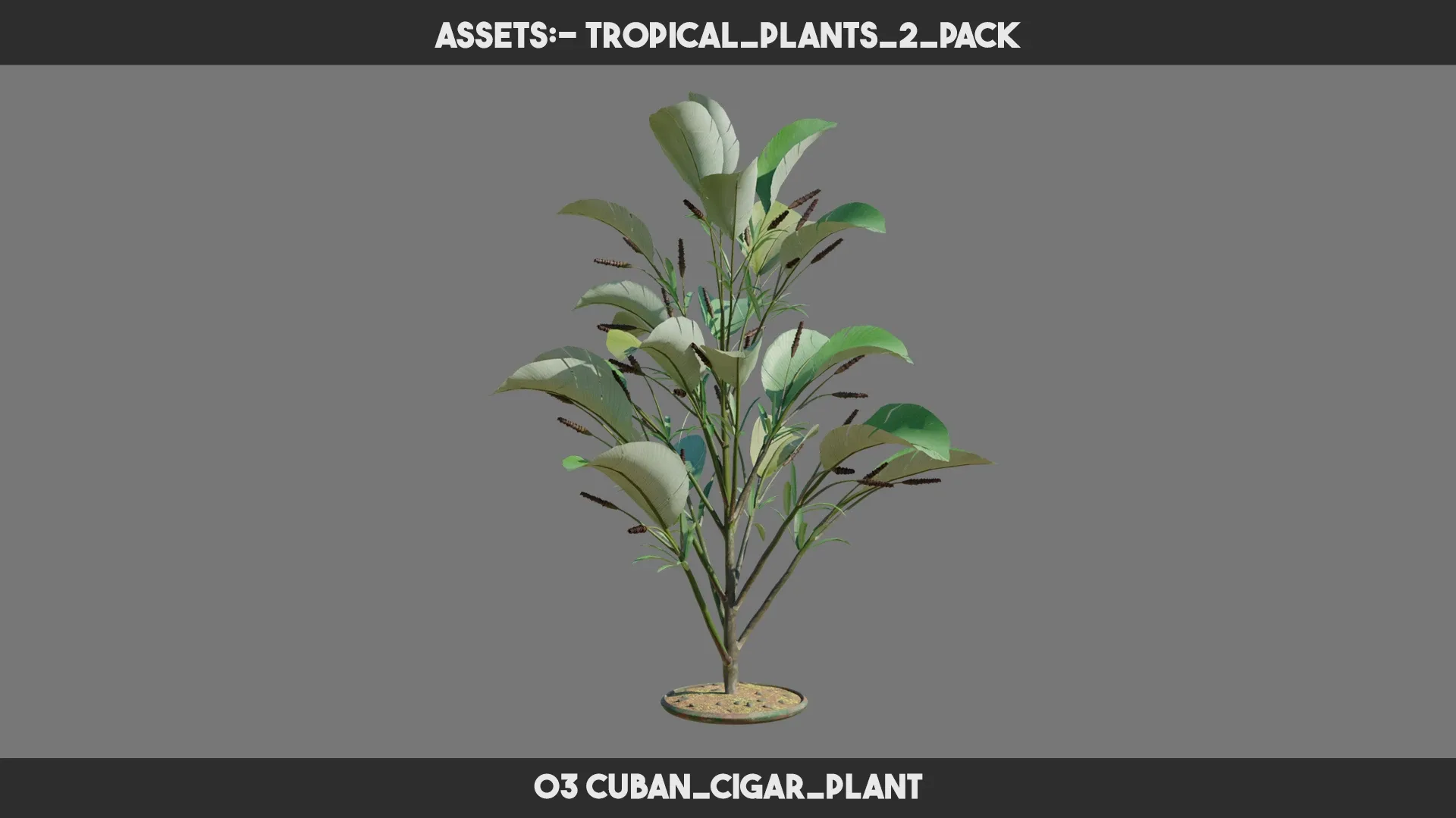 Tropical Plants 2 PACK