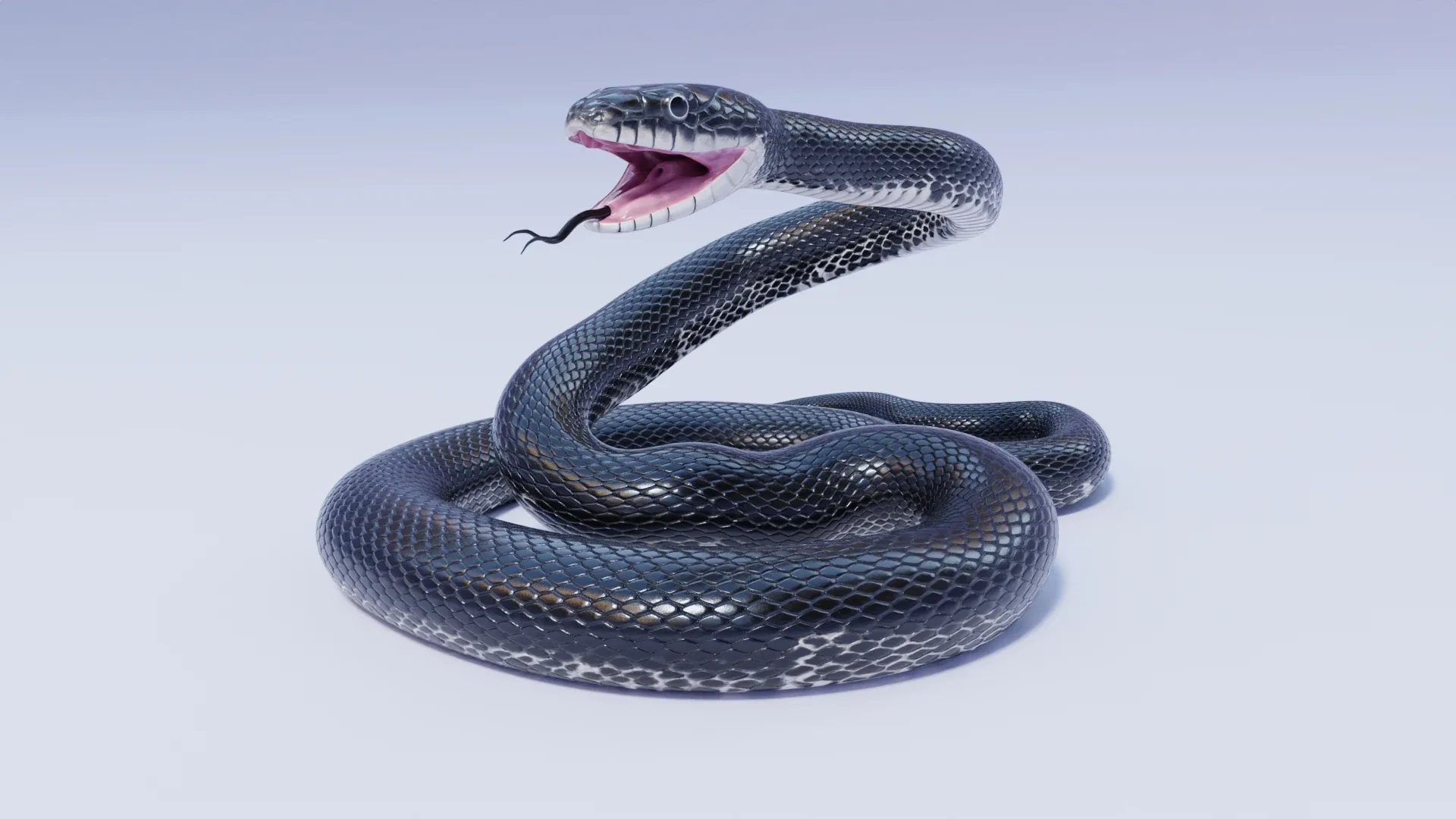 Black Rat Snake - Animated