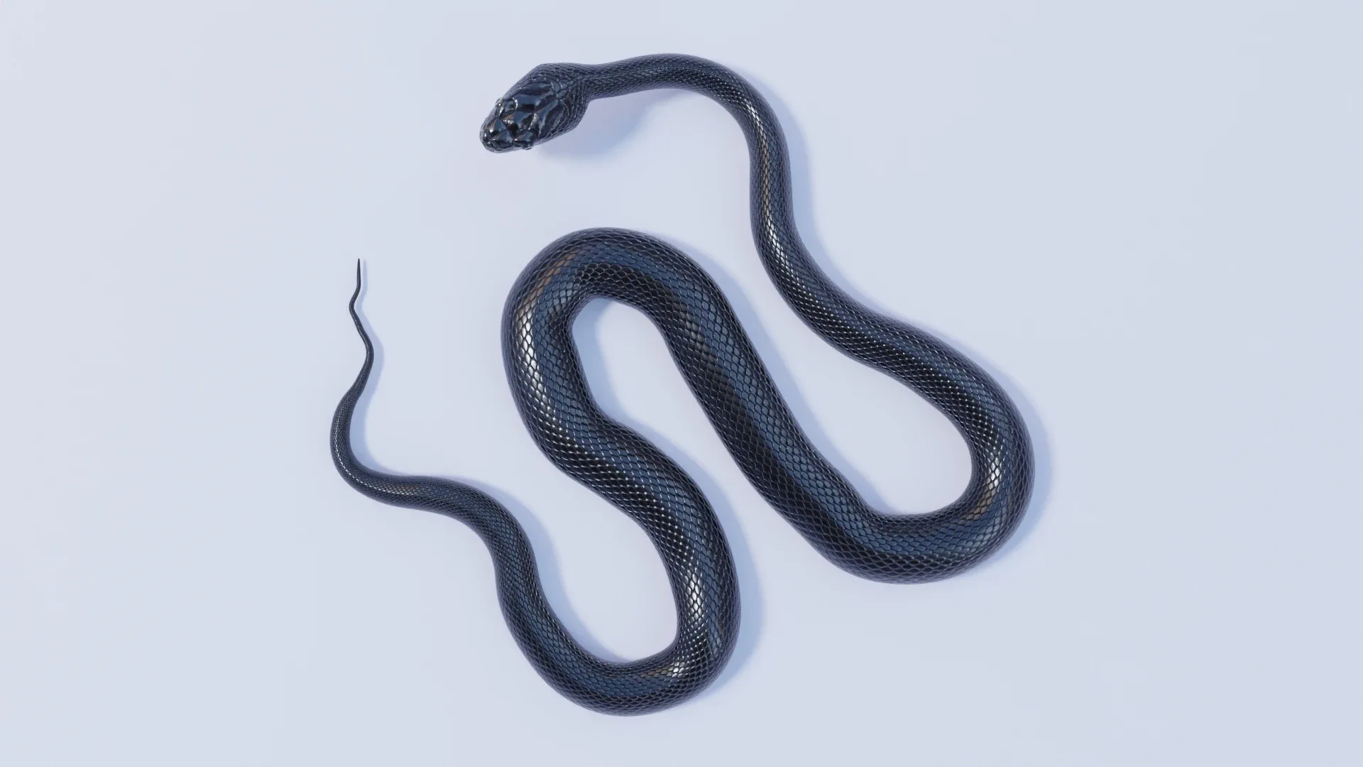 Black Rat Snake - Animated