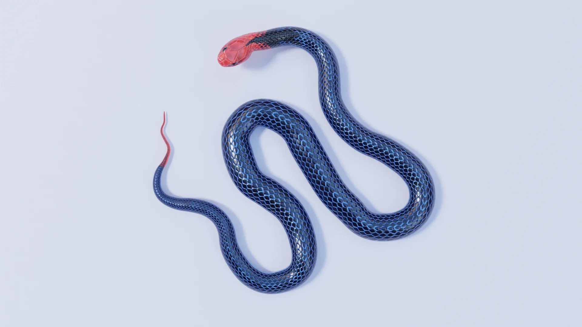 Blue Coral Snake - Animated