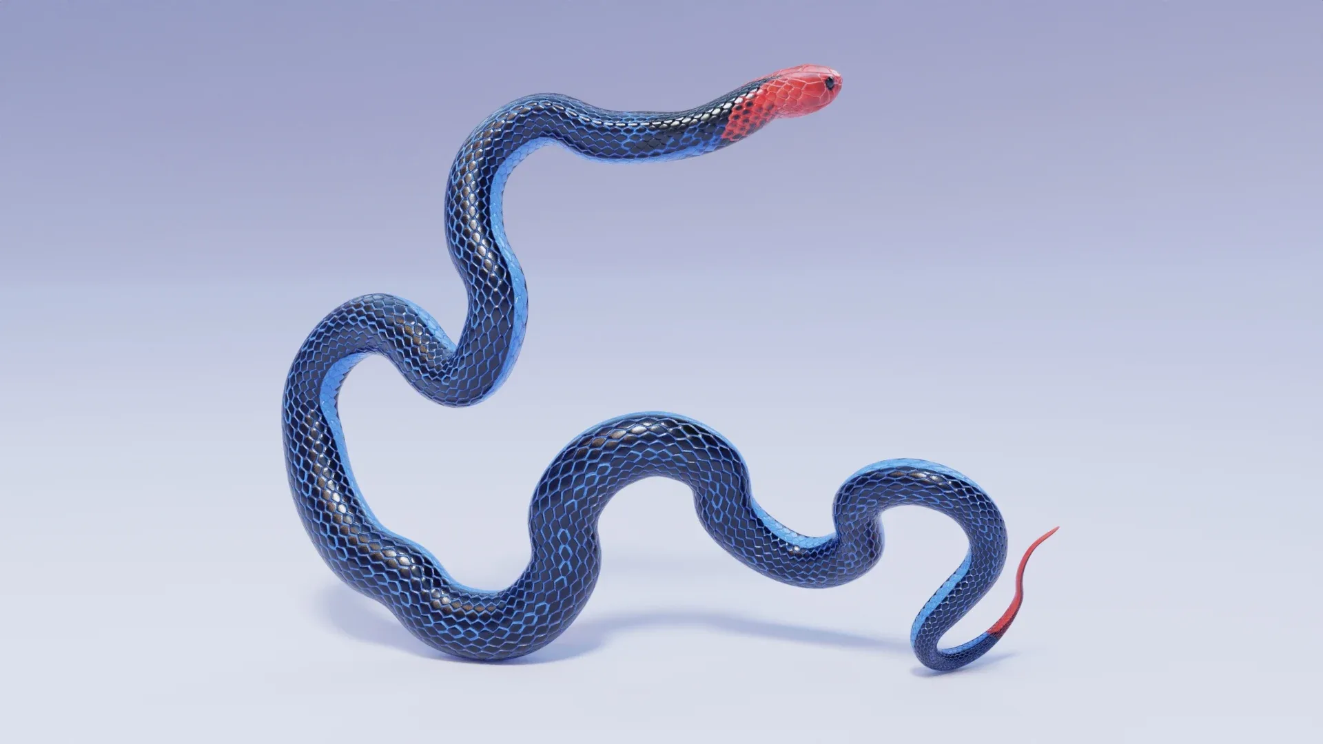 Blue Coral Snake - Animated