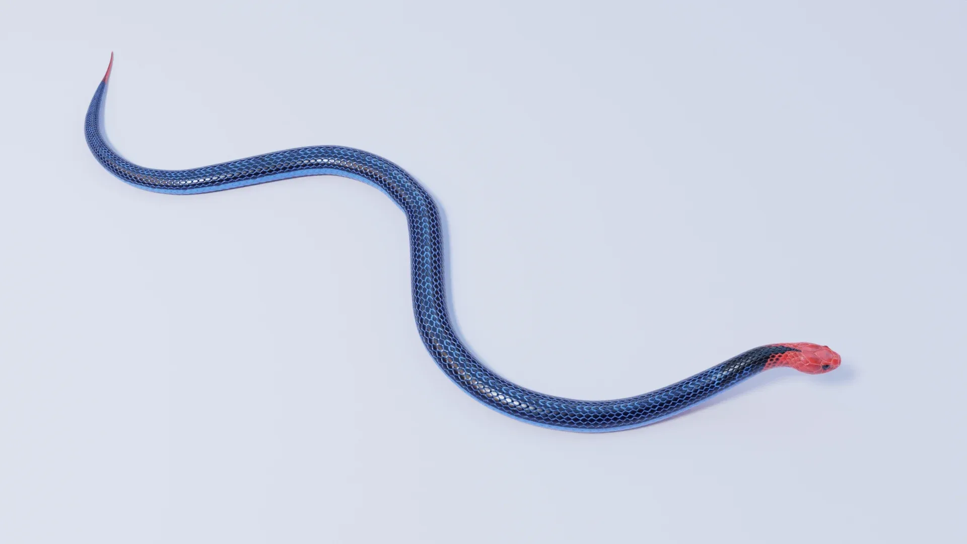 Blue Coral Snake - Animated