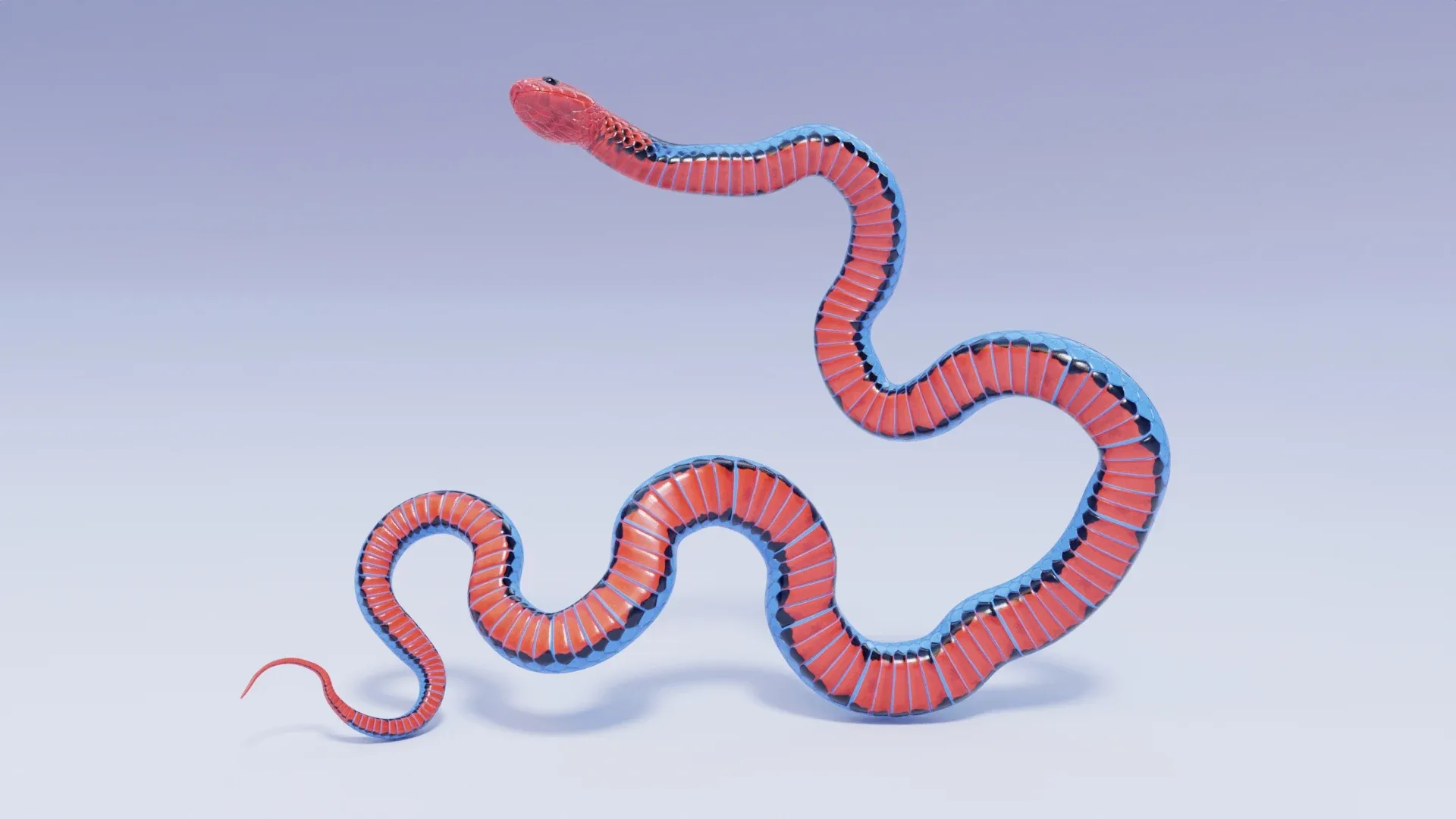 Blue Coral Snake - Animated