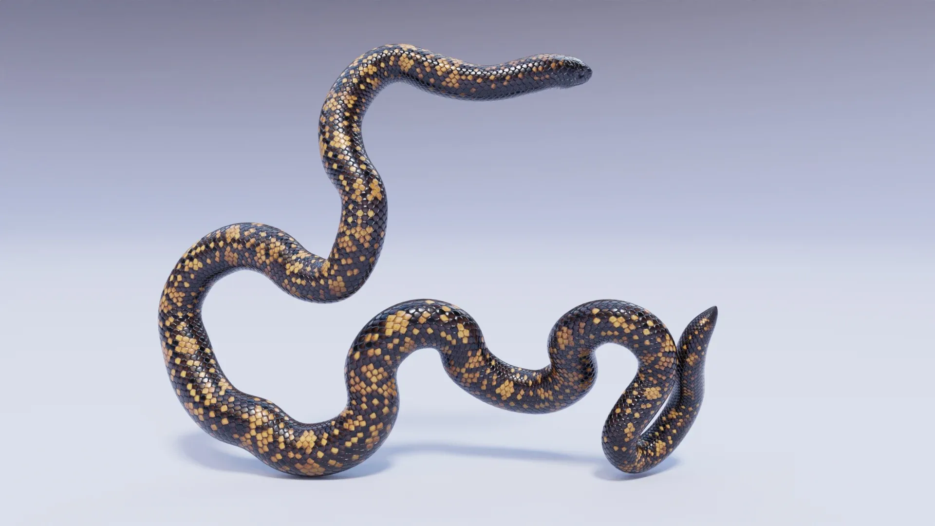 Calabar Python - Animated