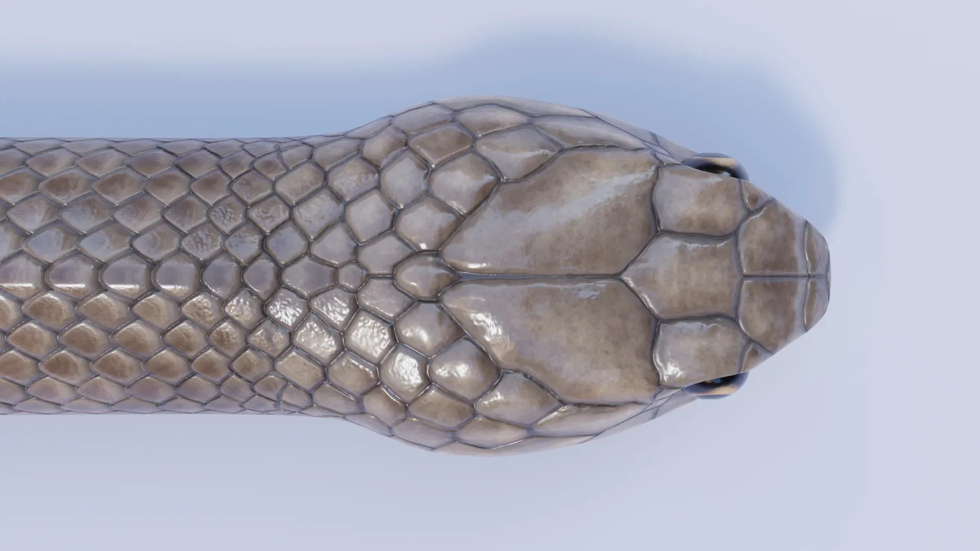 Eastern Brown Snake - Animated