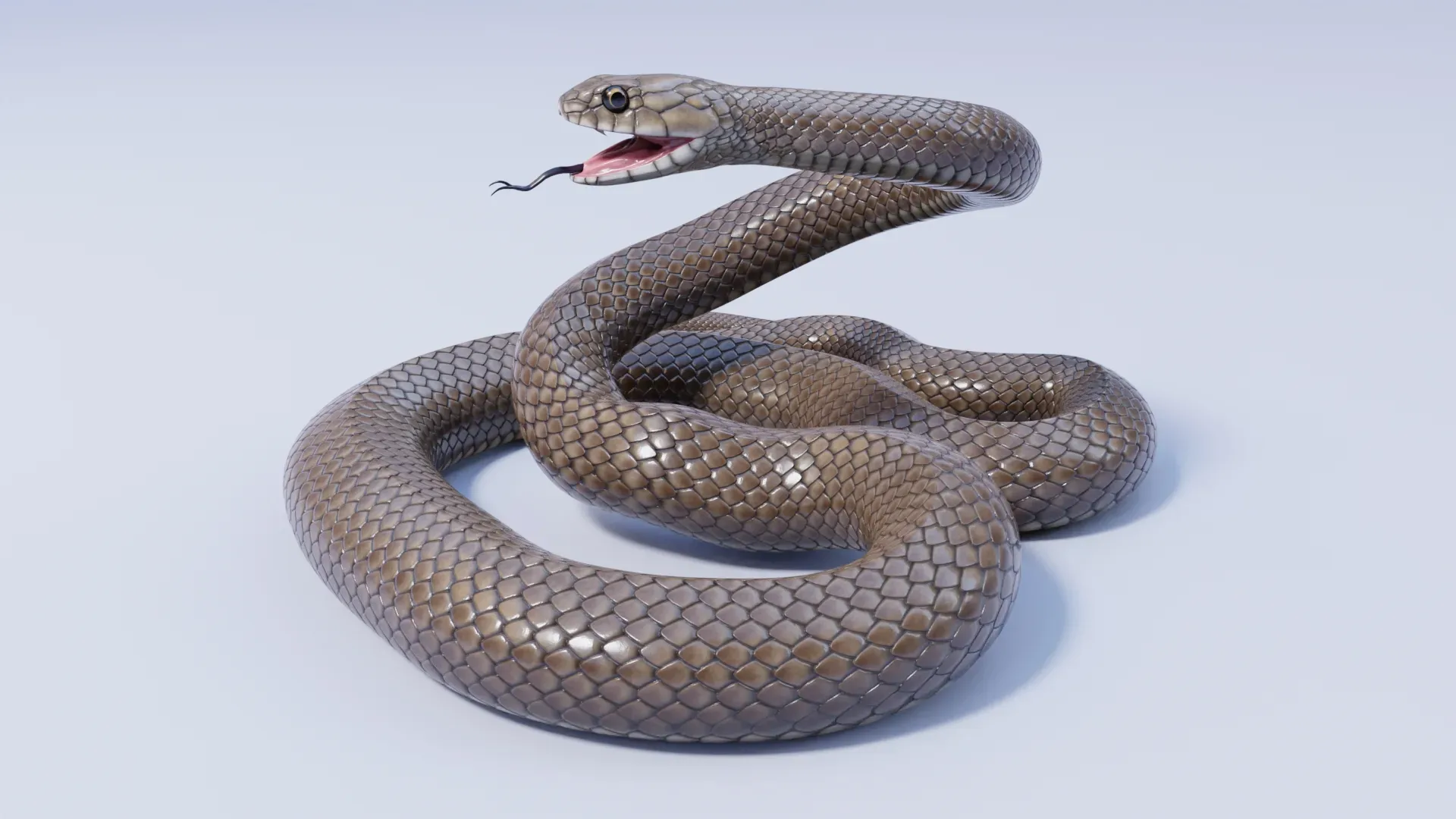 Eastern Brown Snake - Animated