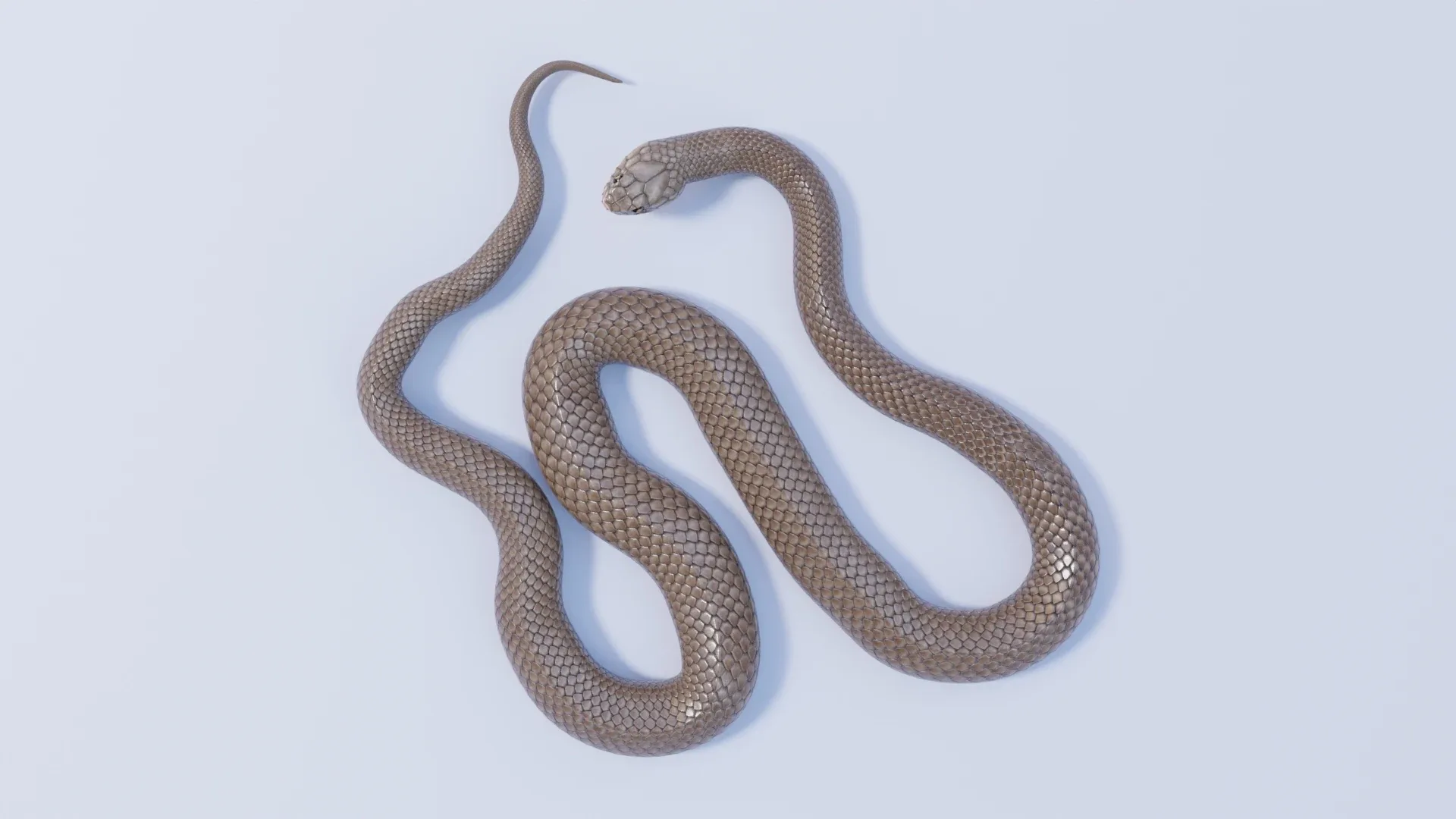 Eastern Brown Snake - Animated