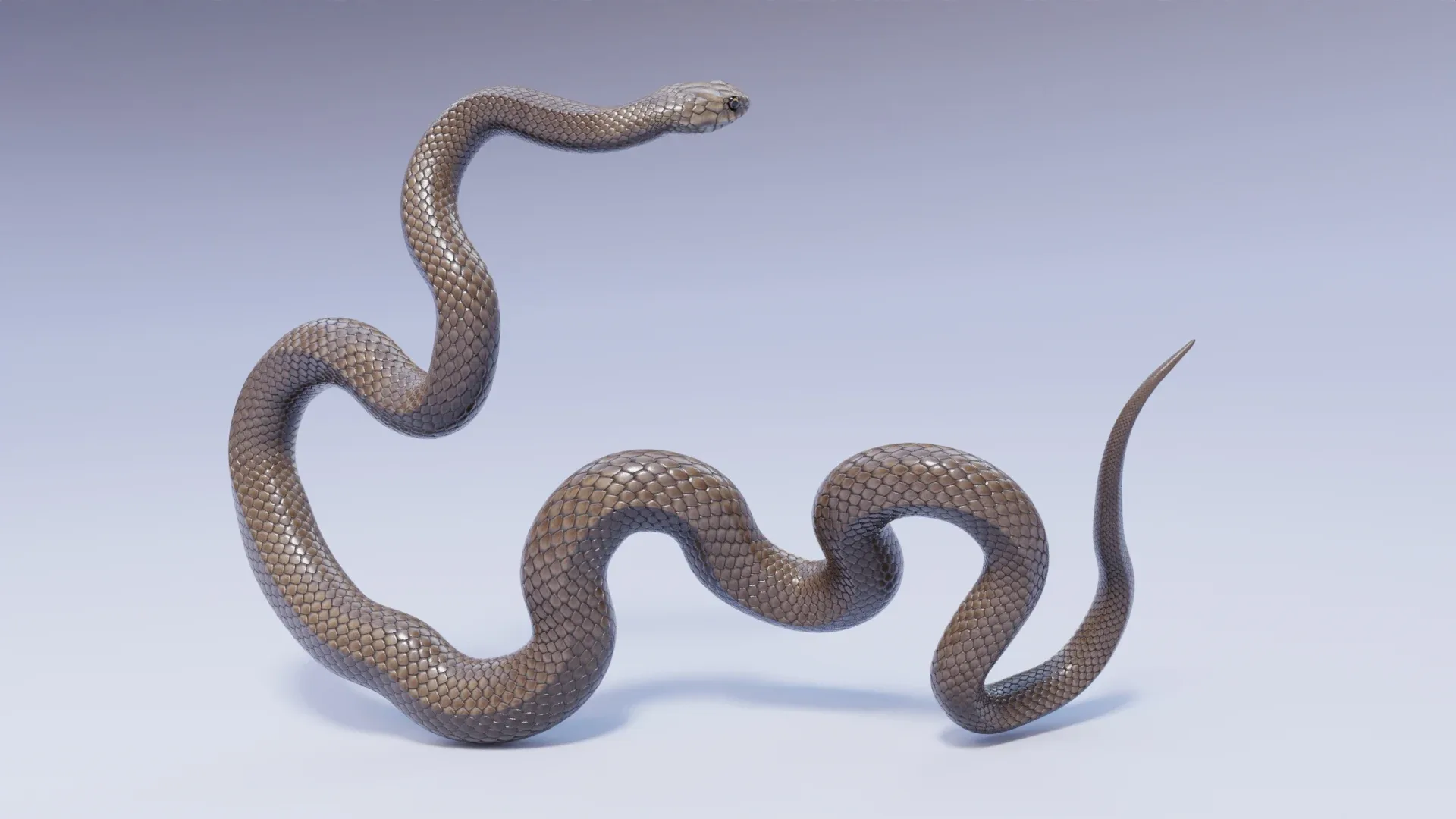 Eastern Brown Snake - Animated