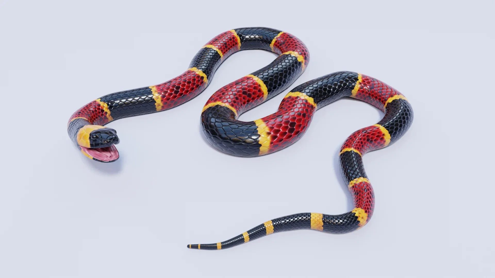 Eastern Coral Snake - Animated