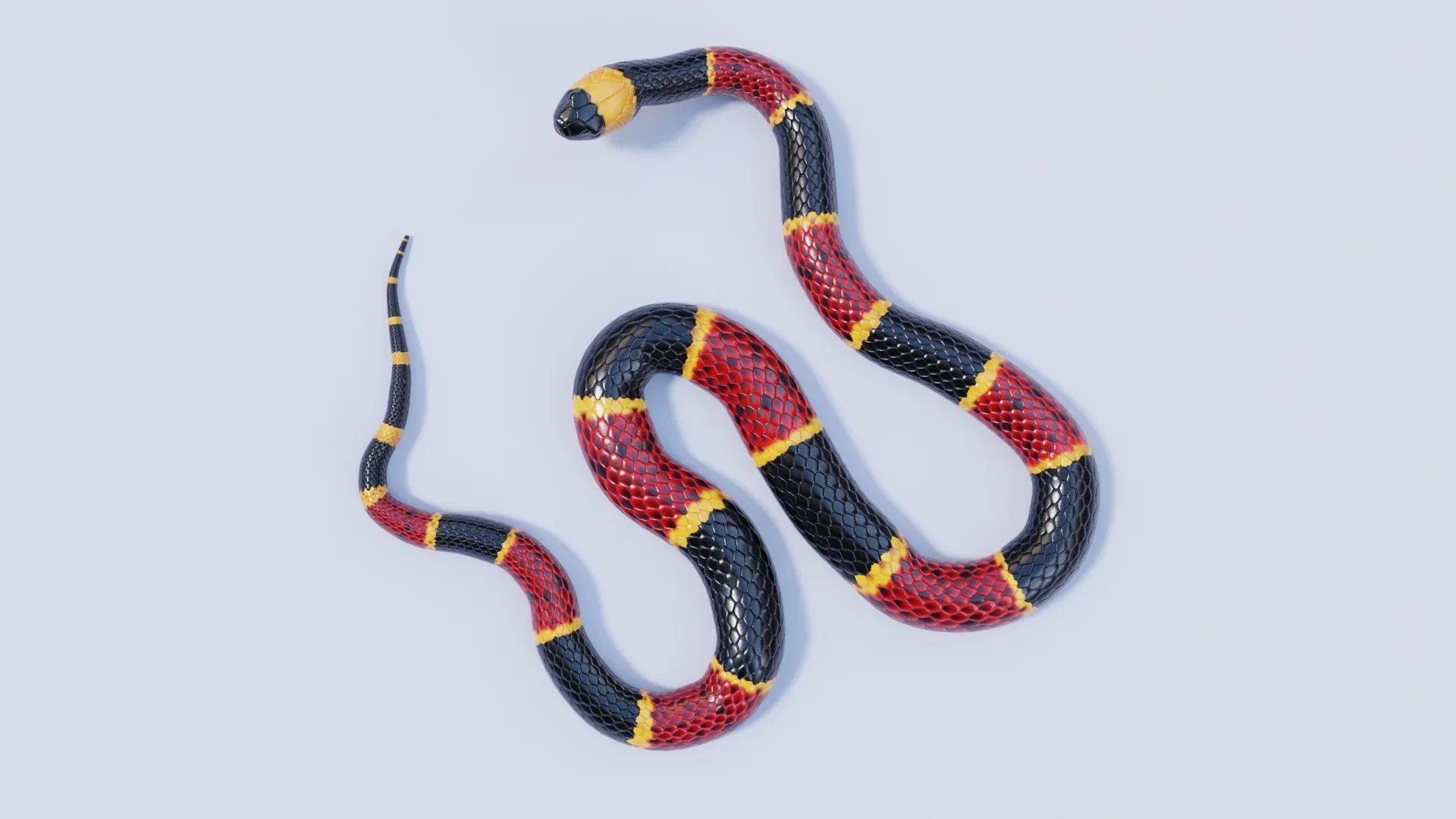 Eastern Coral Snake - Animated