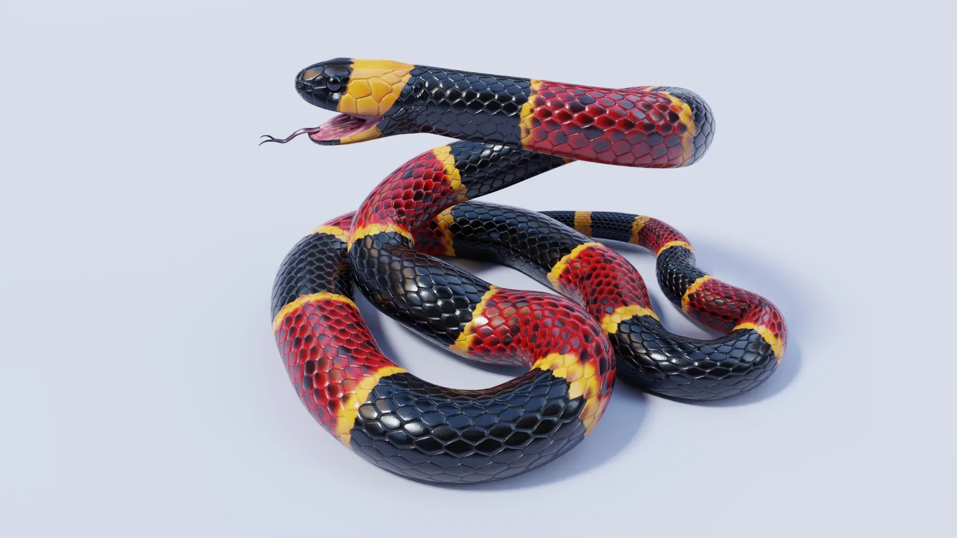 Eastern Coral Snake - Animated