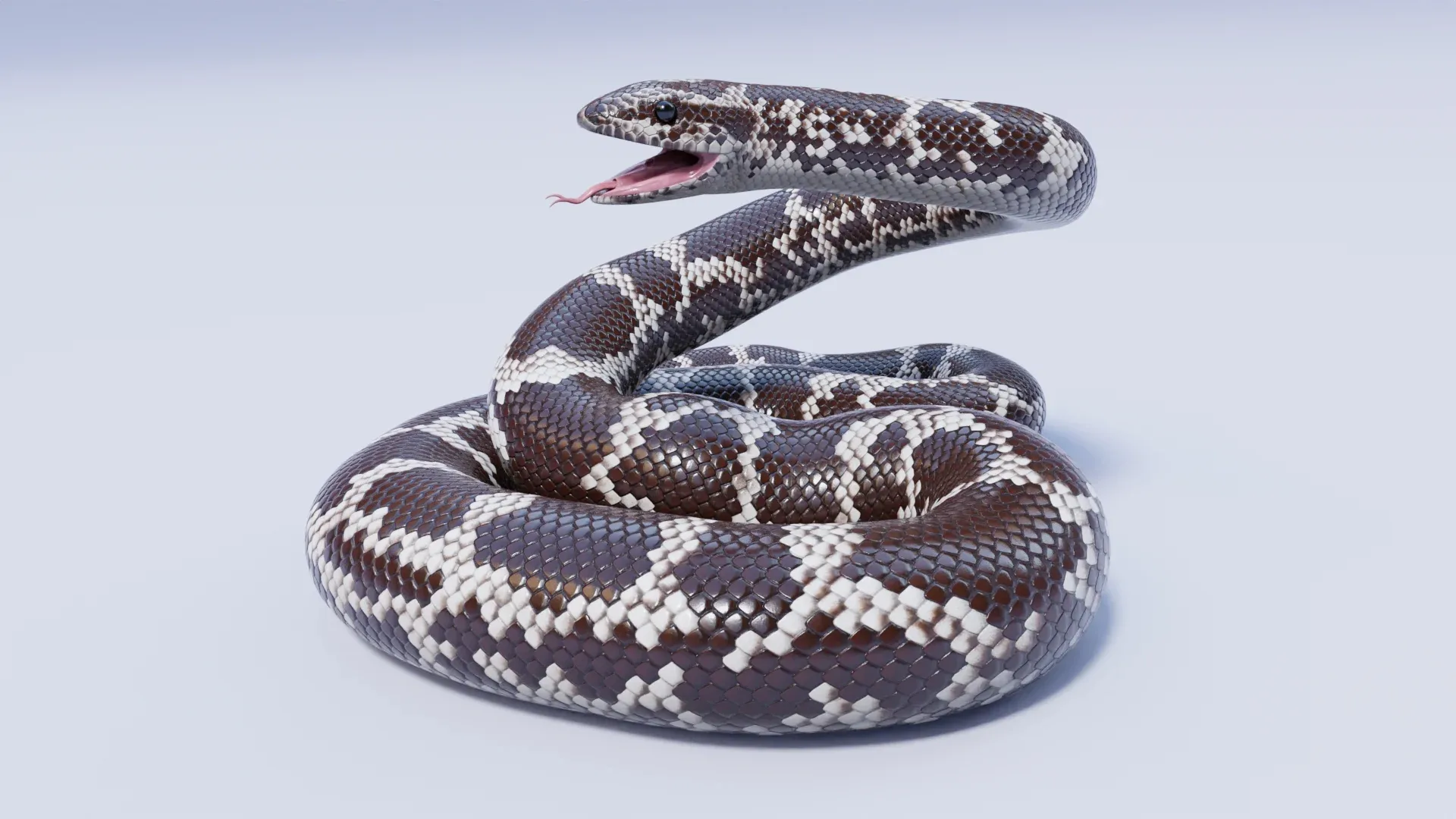 Kenyan Sand Boa - Animated