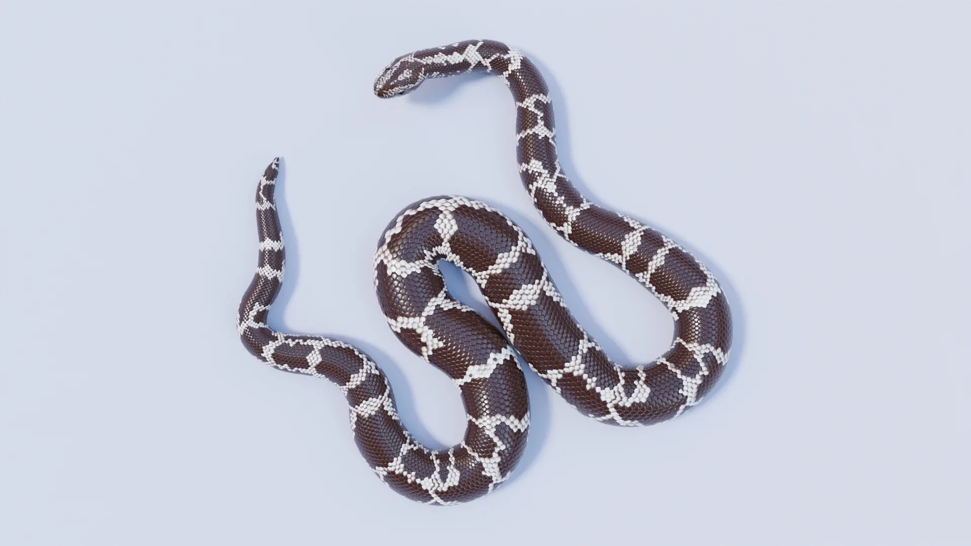 Kenyan Sand Boa - Animated