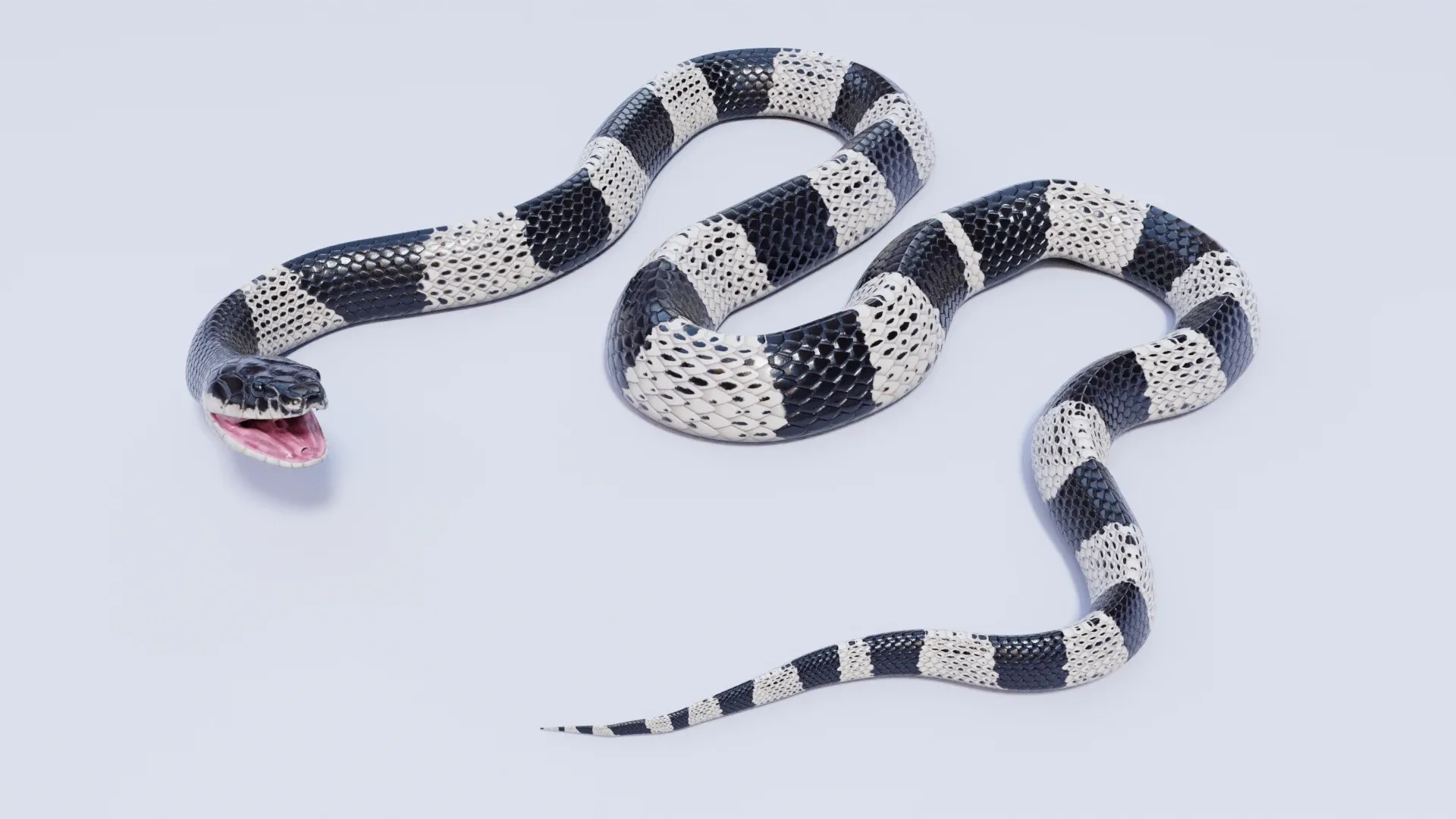 Malayan Krait - Animated