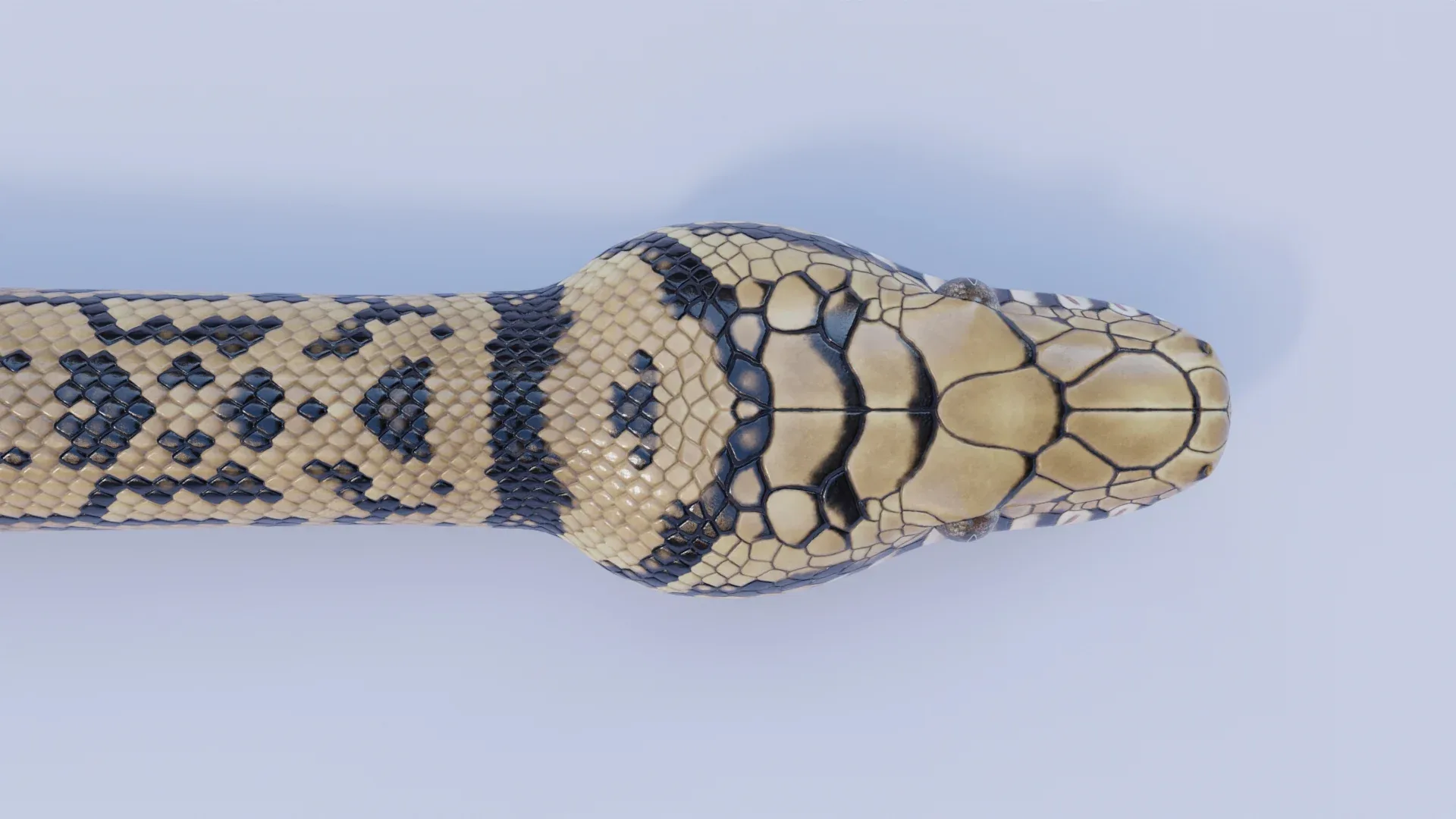 Scrub Python - Animated