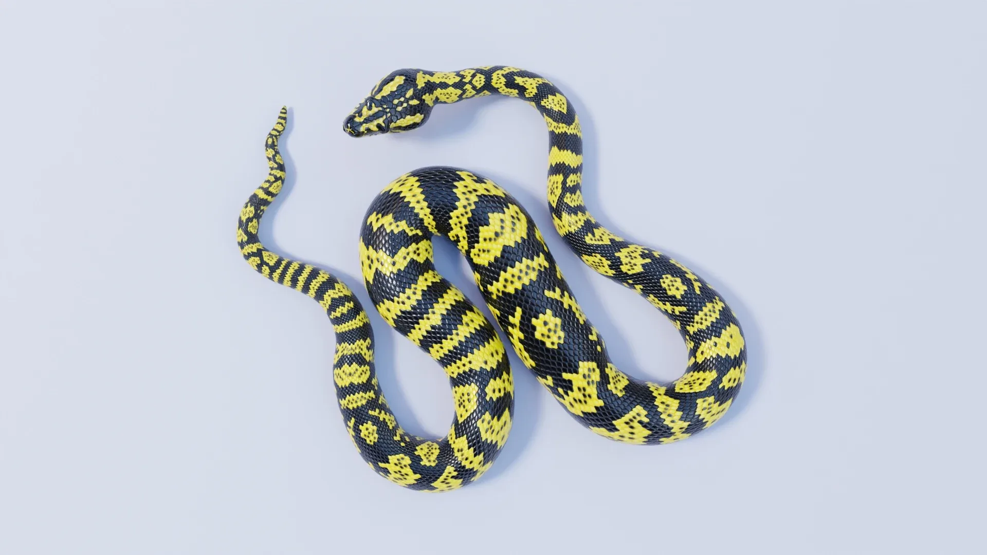 Zebra Jungle Carpet Python - Animated