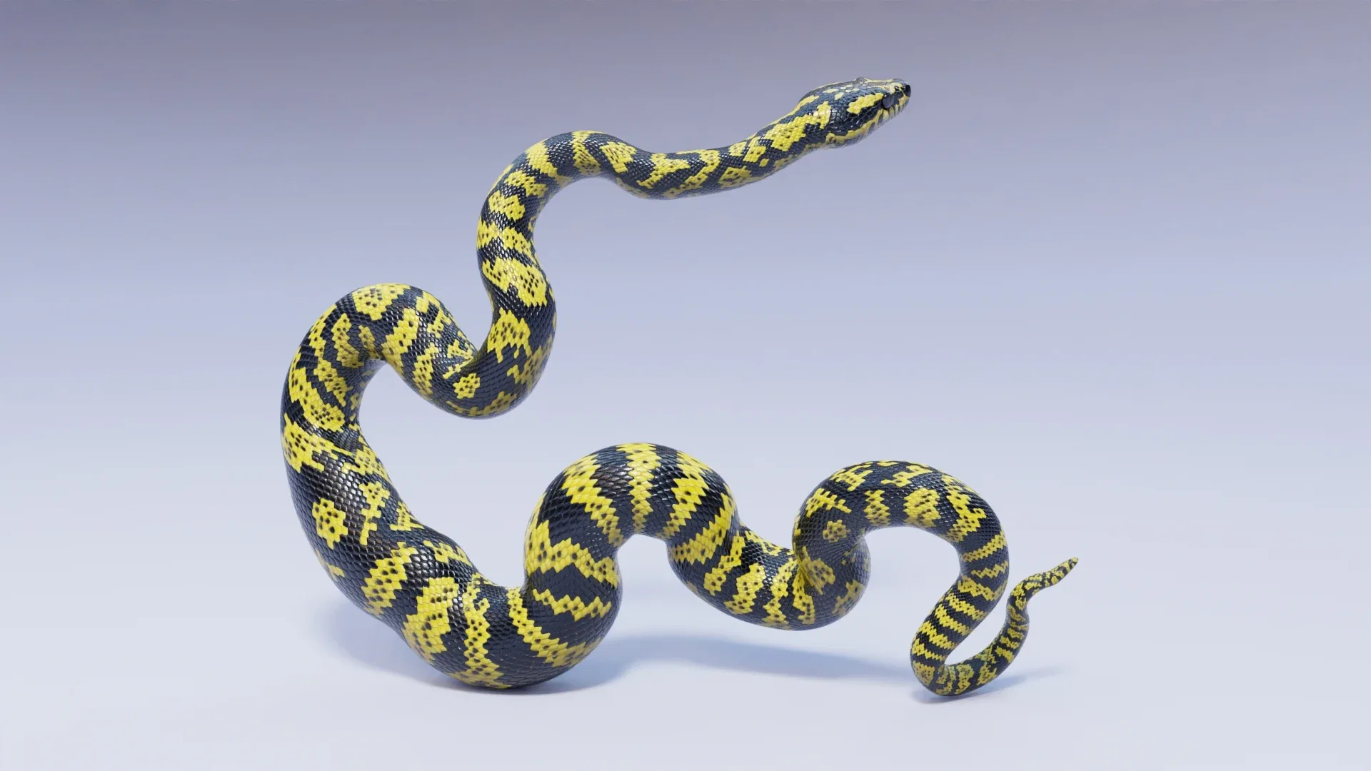 Zebra Jungle Carpet Python - Animated