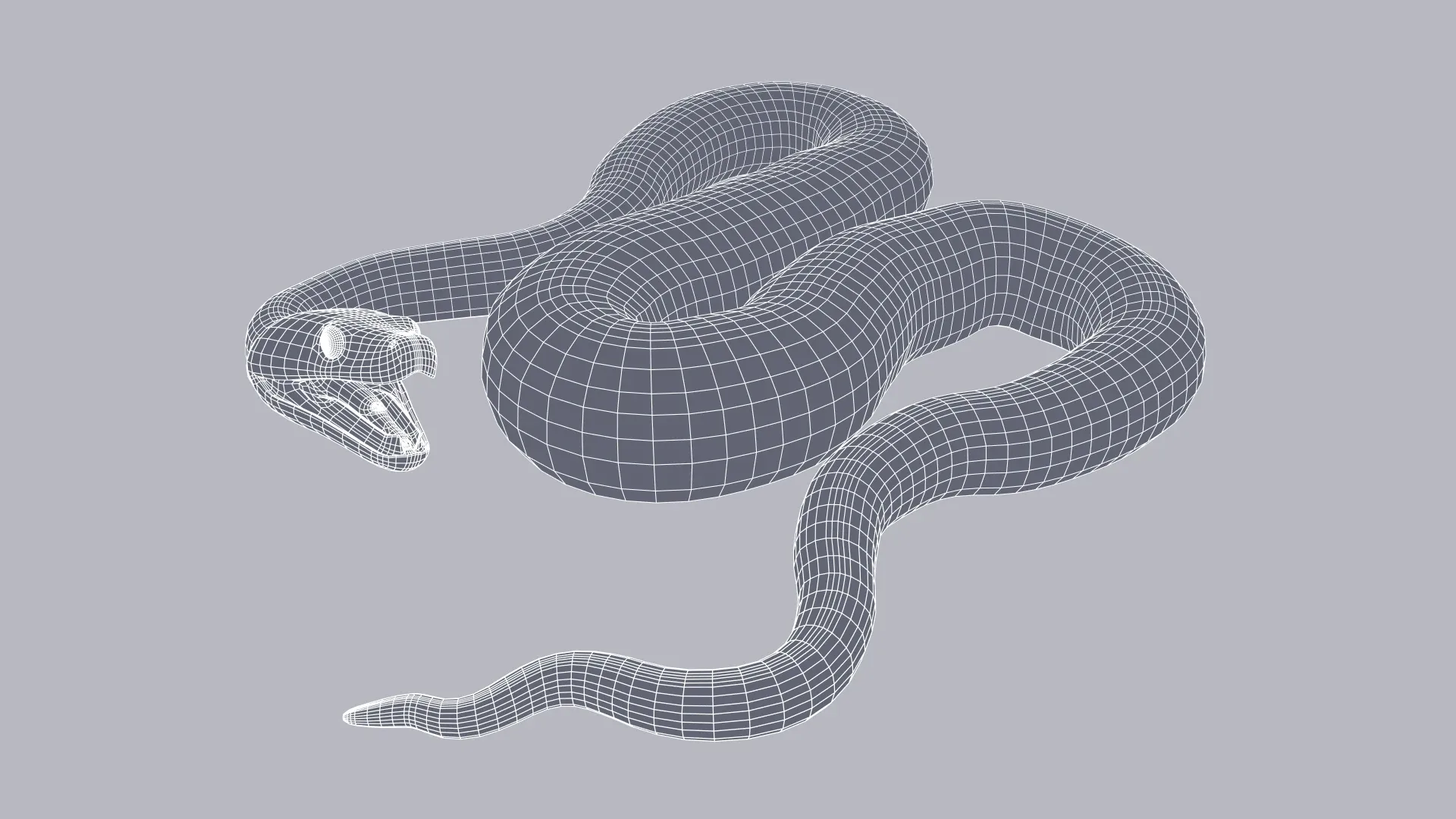 Zebra Jungle Carpet Python - Animated