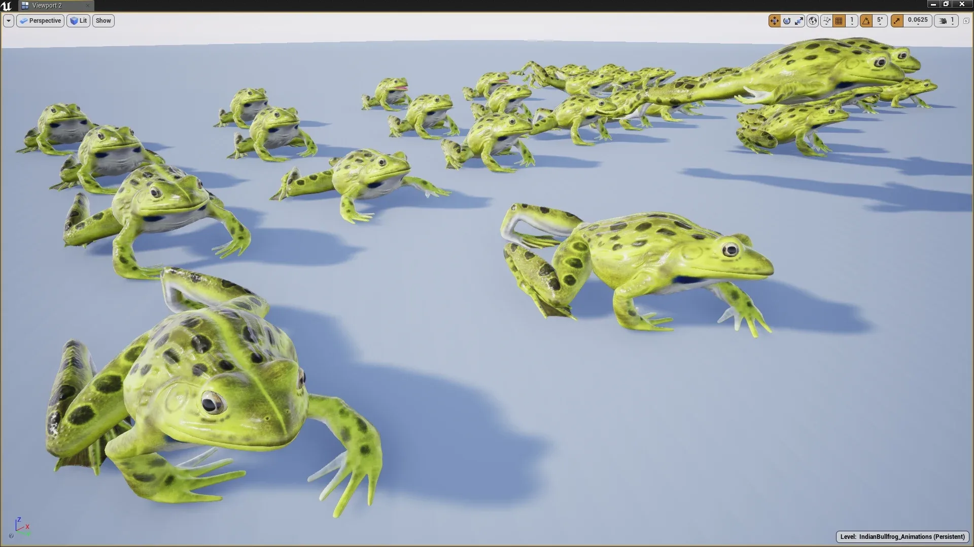 Indian Bullfrog - Animated